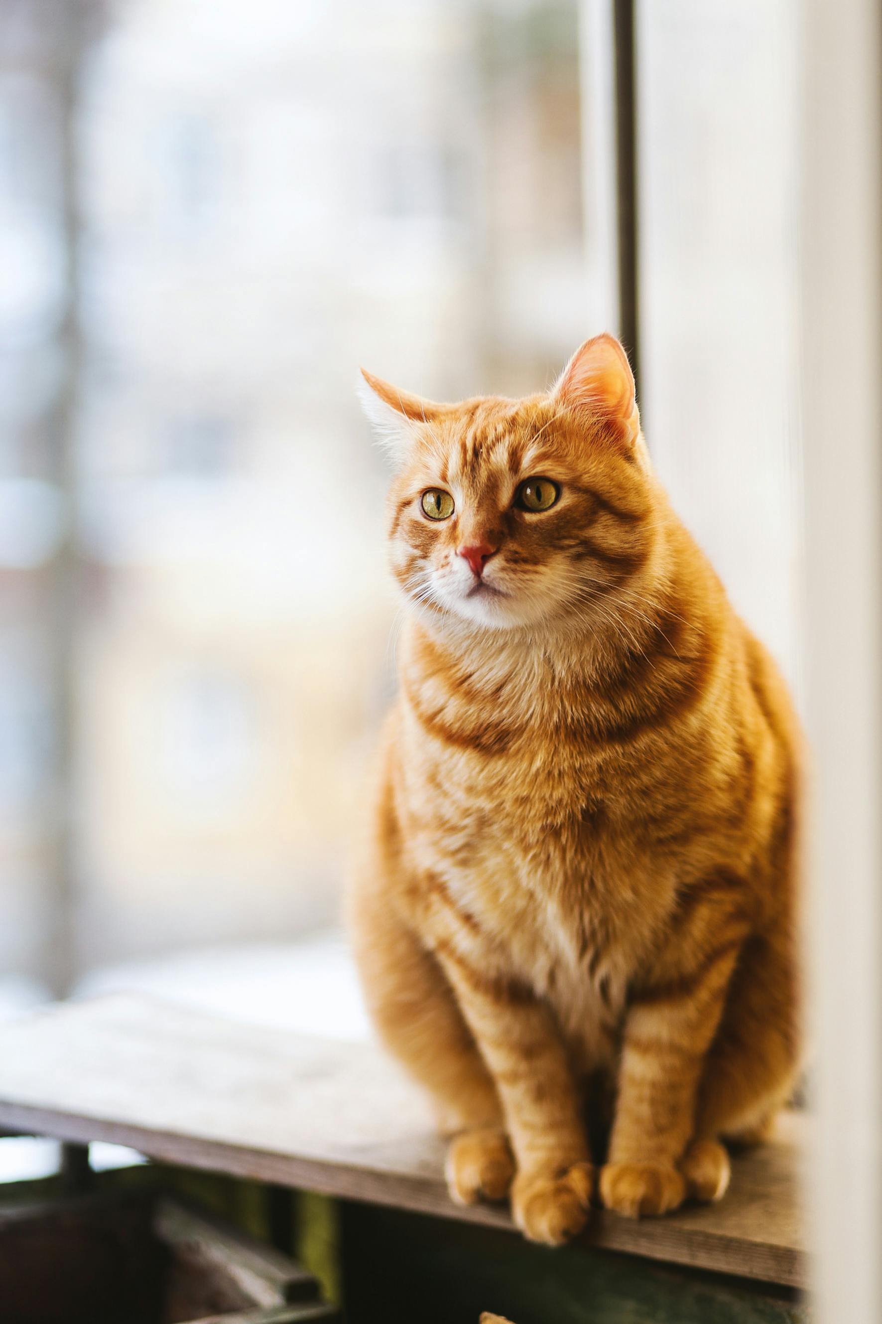 Ушной клещ у кошки