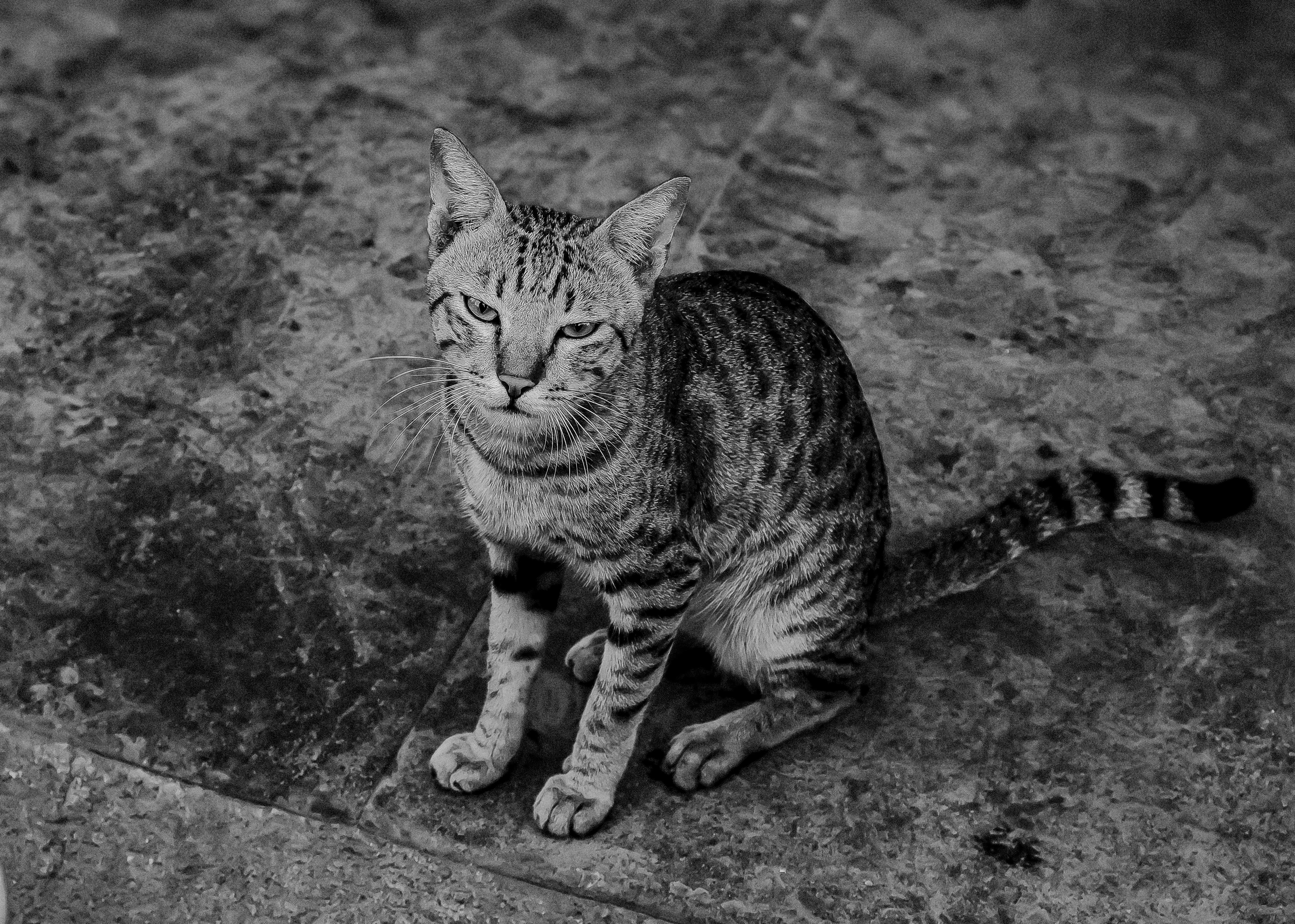 Уживется ли кошка лаперм с другими кошками?