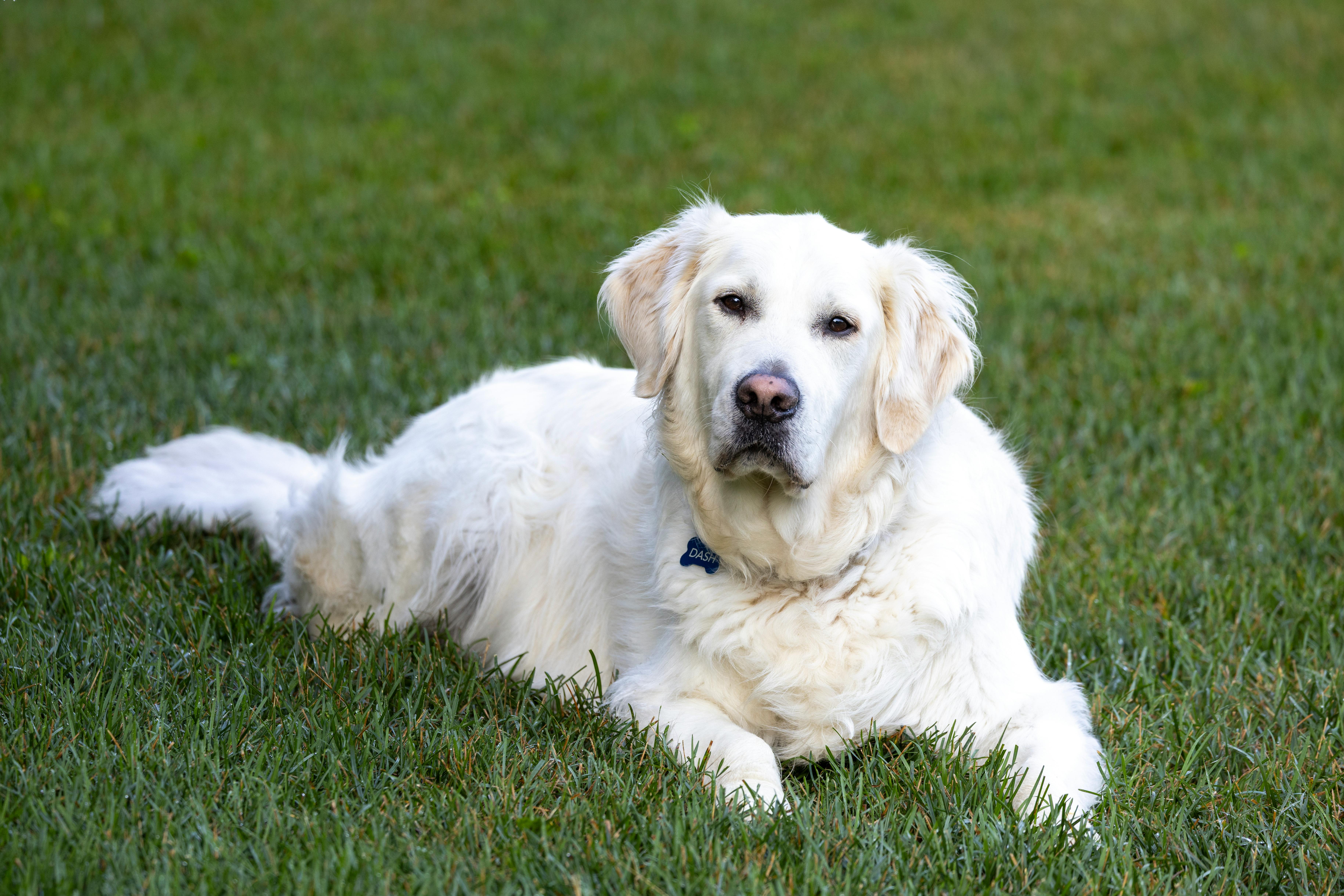 Цистит у собак Цистит у собак