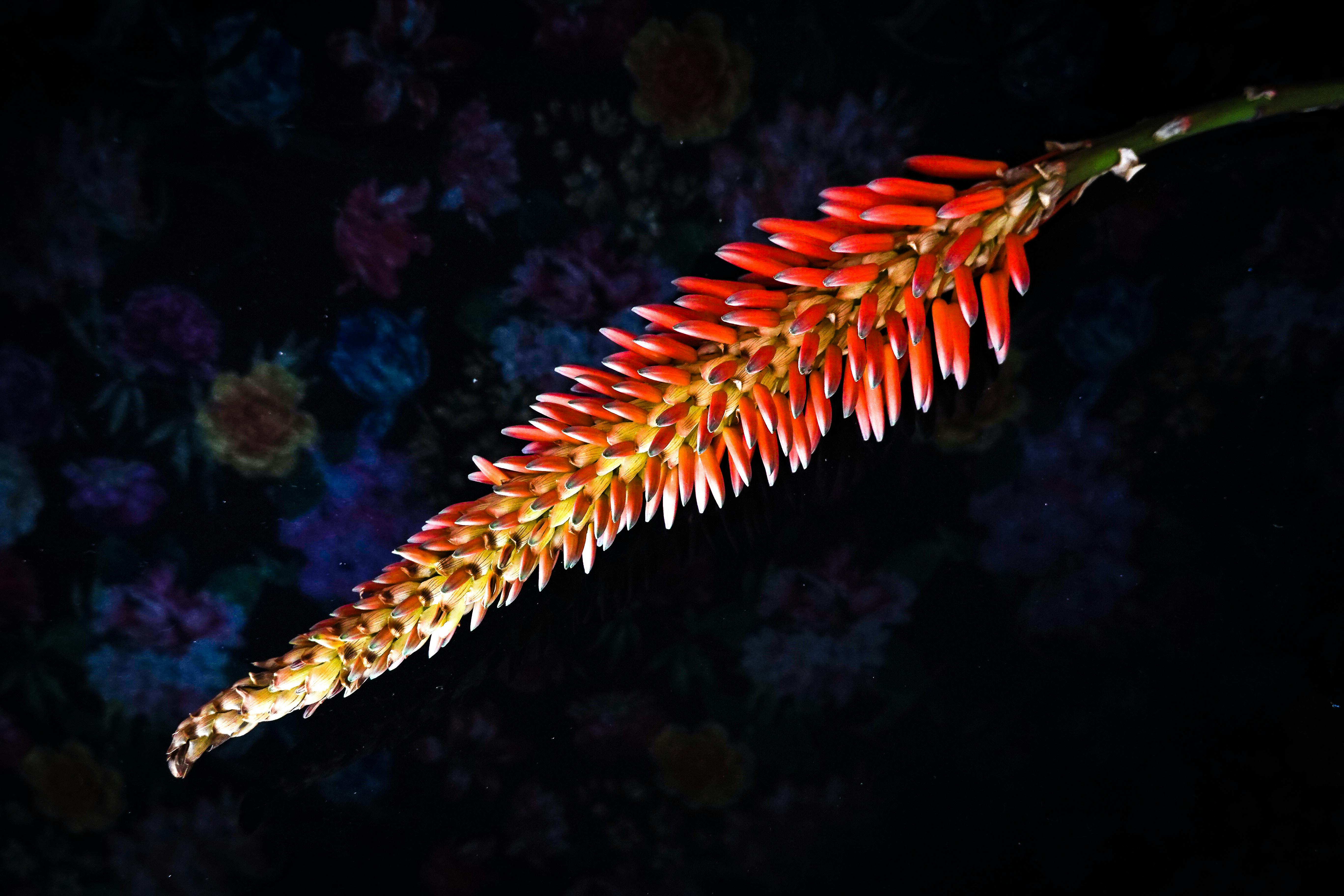 Условия выращивания алоэ древовидного