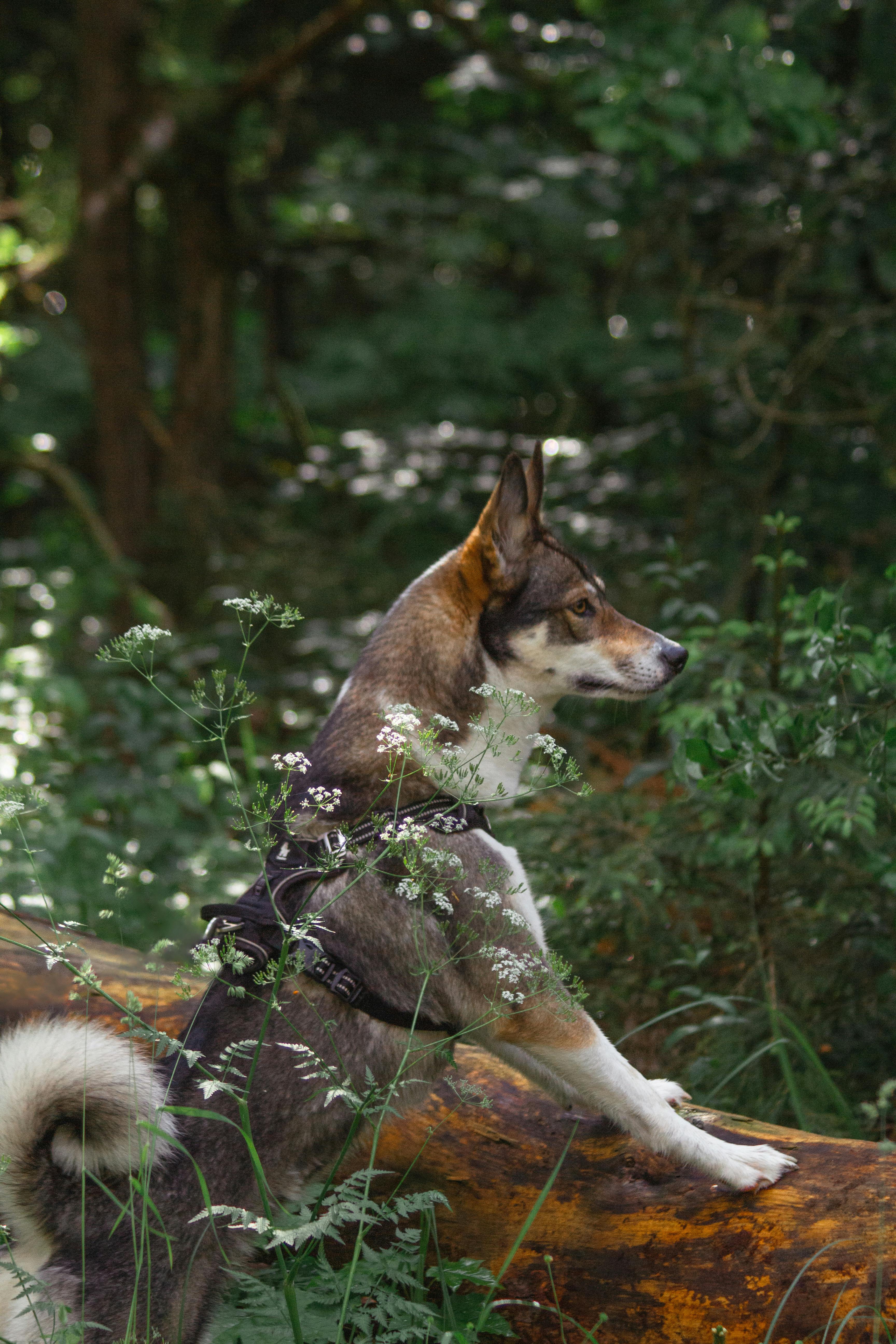 Русско-европейская лайка собака