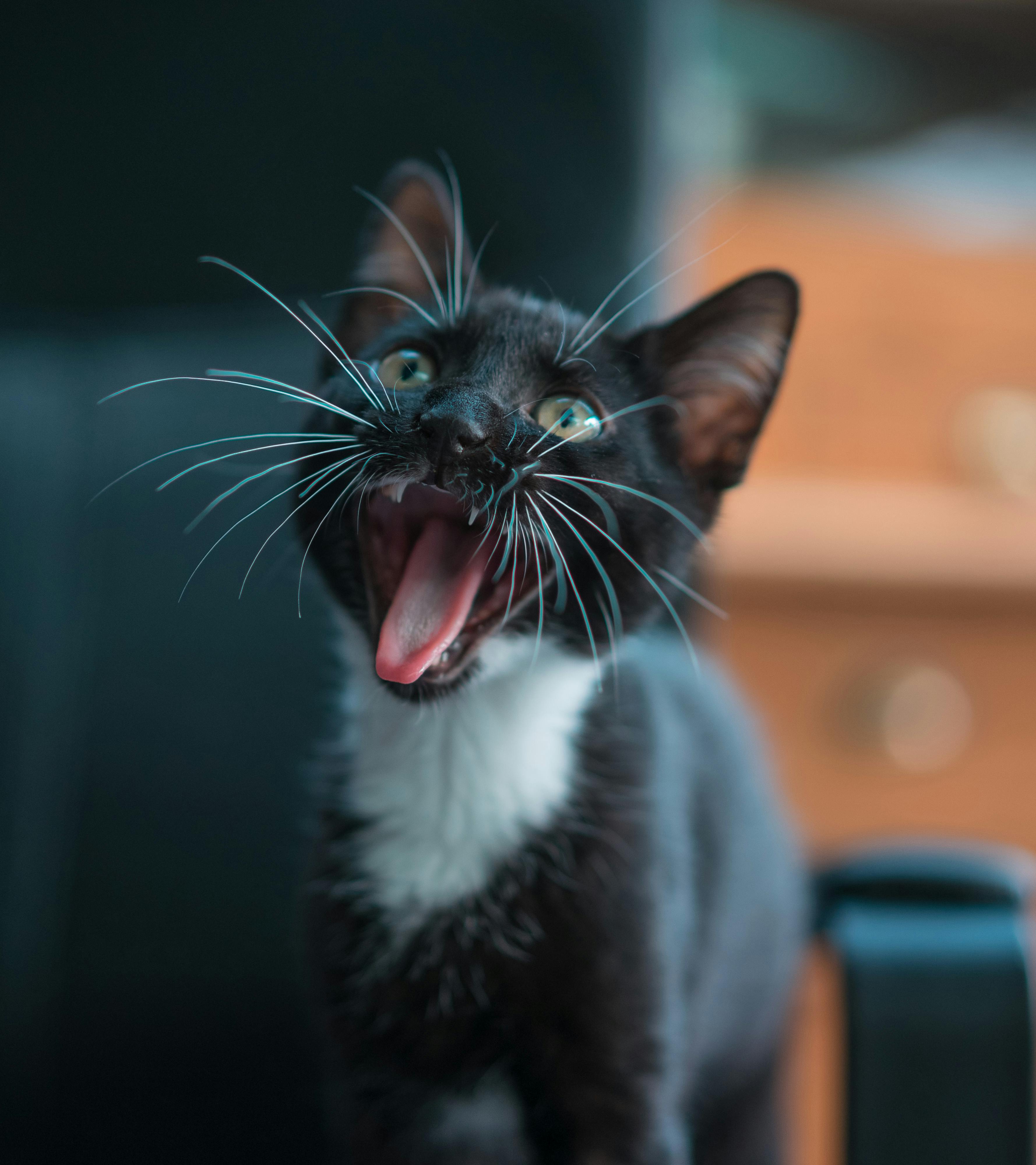 Чем кормить котенка