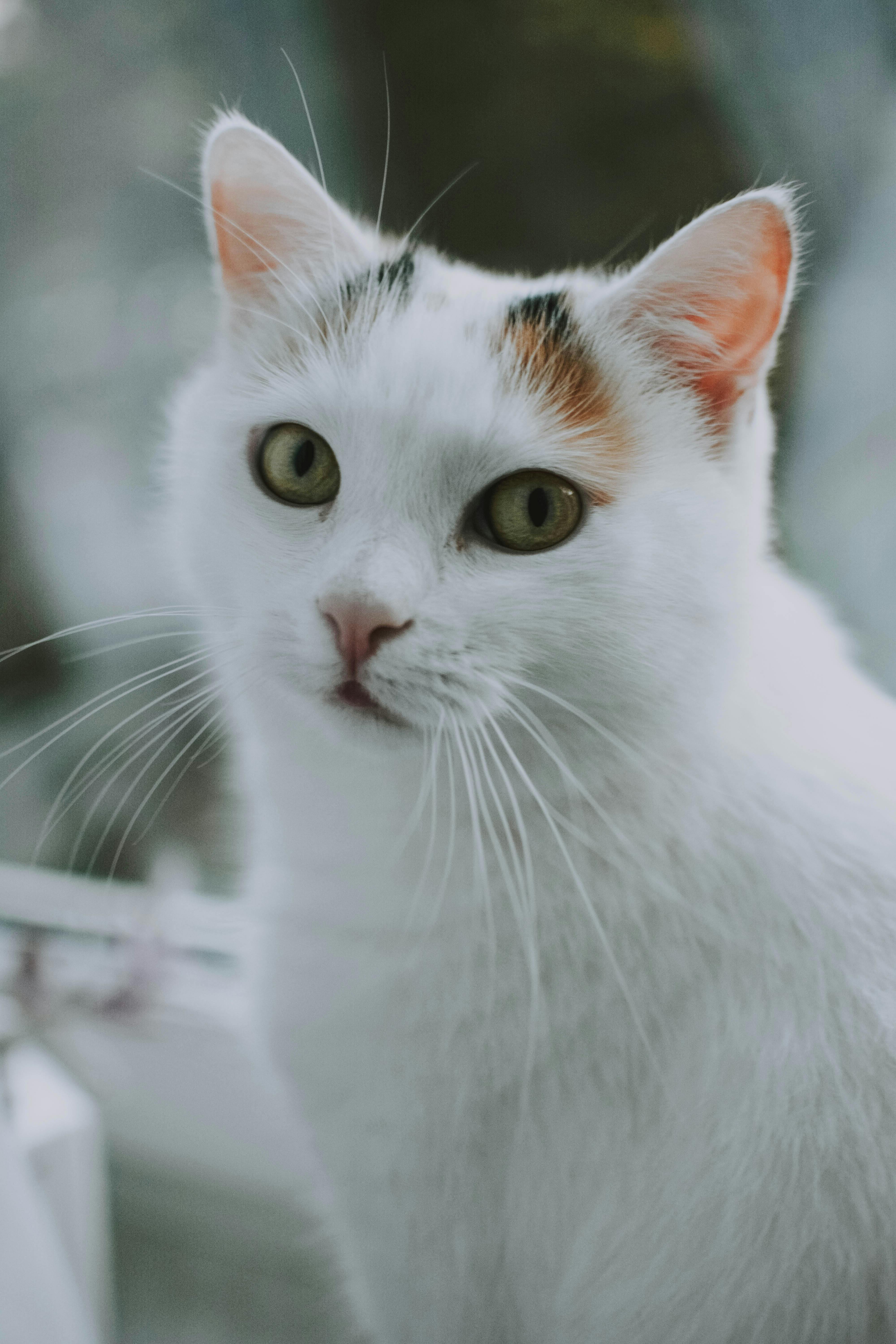 Уживется ли сибирская кошка с другими кошками?