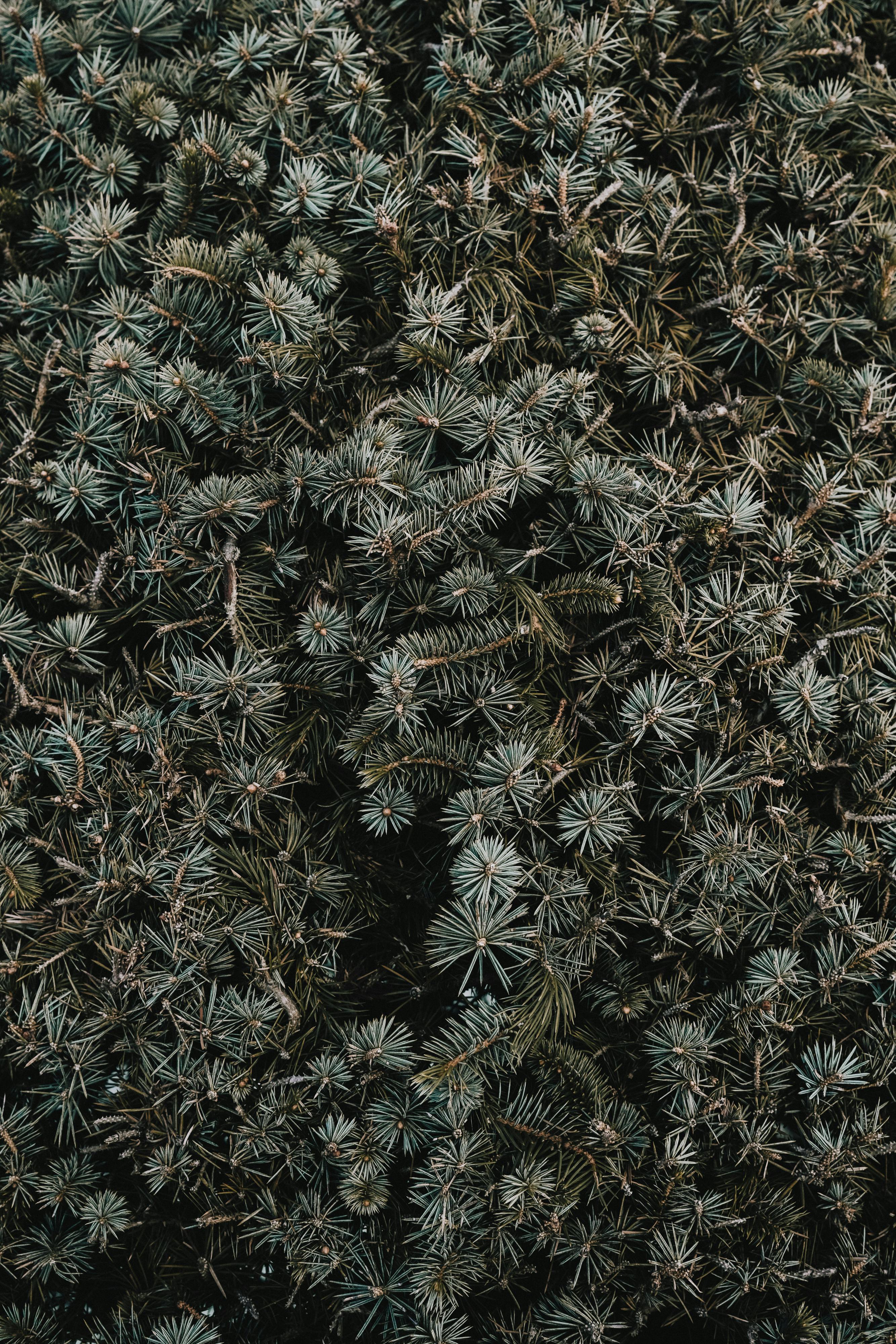 Можжевельник обыкновенный