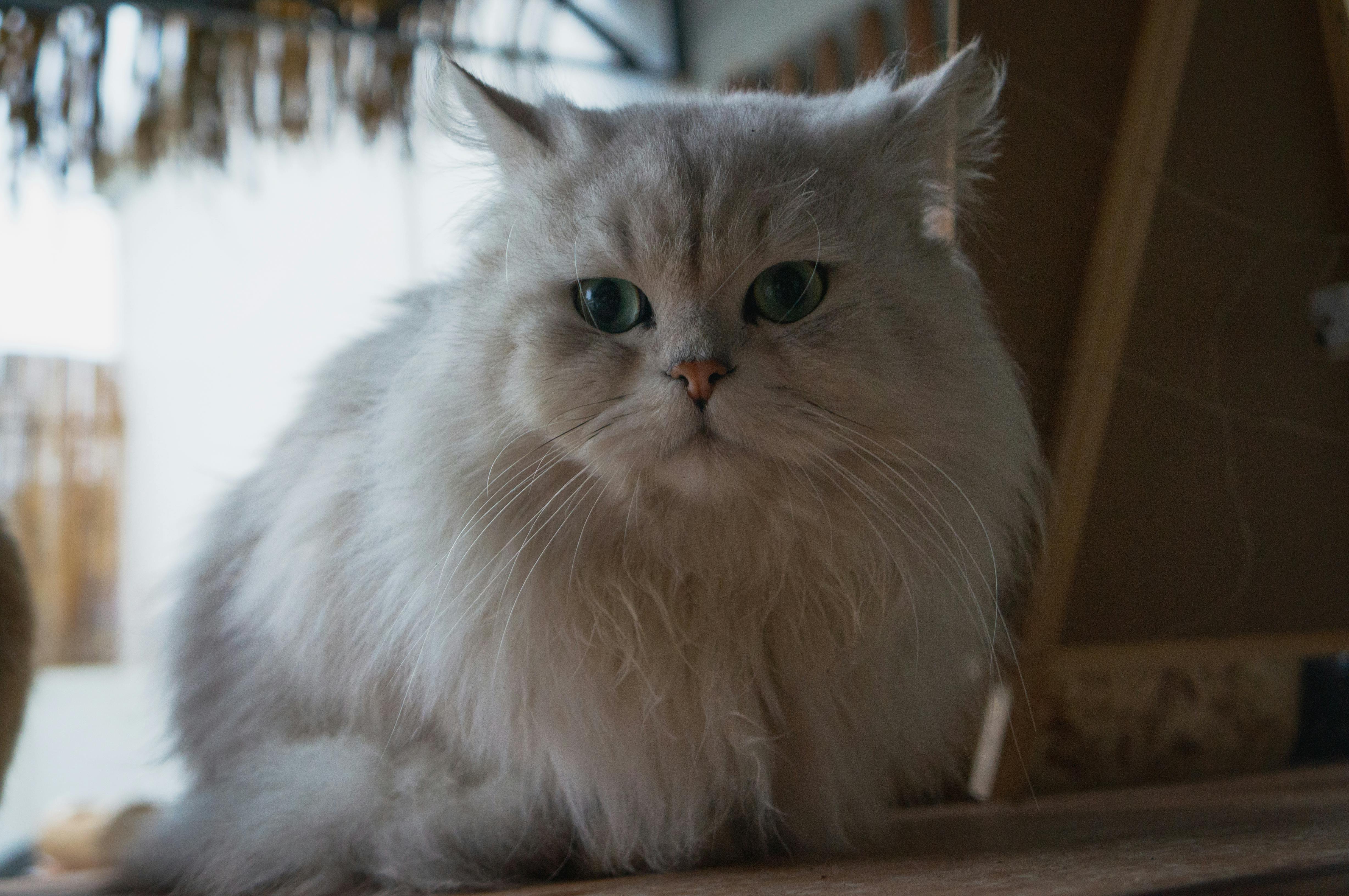 Шиншилла кошка
