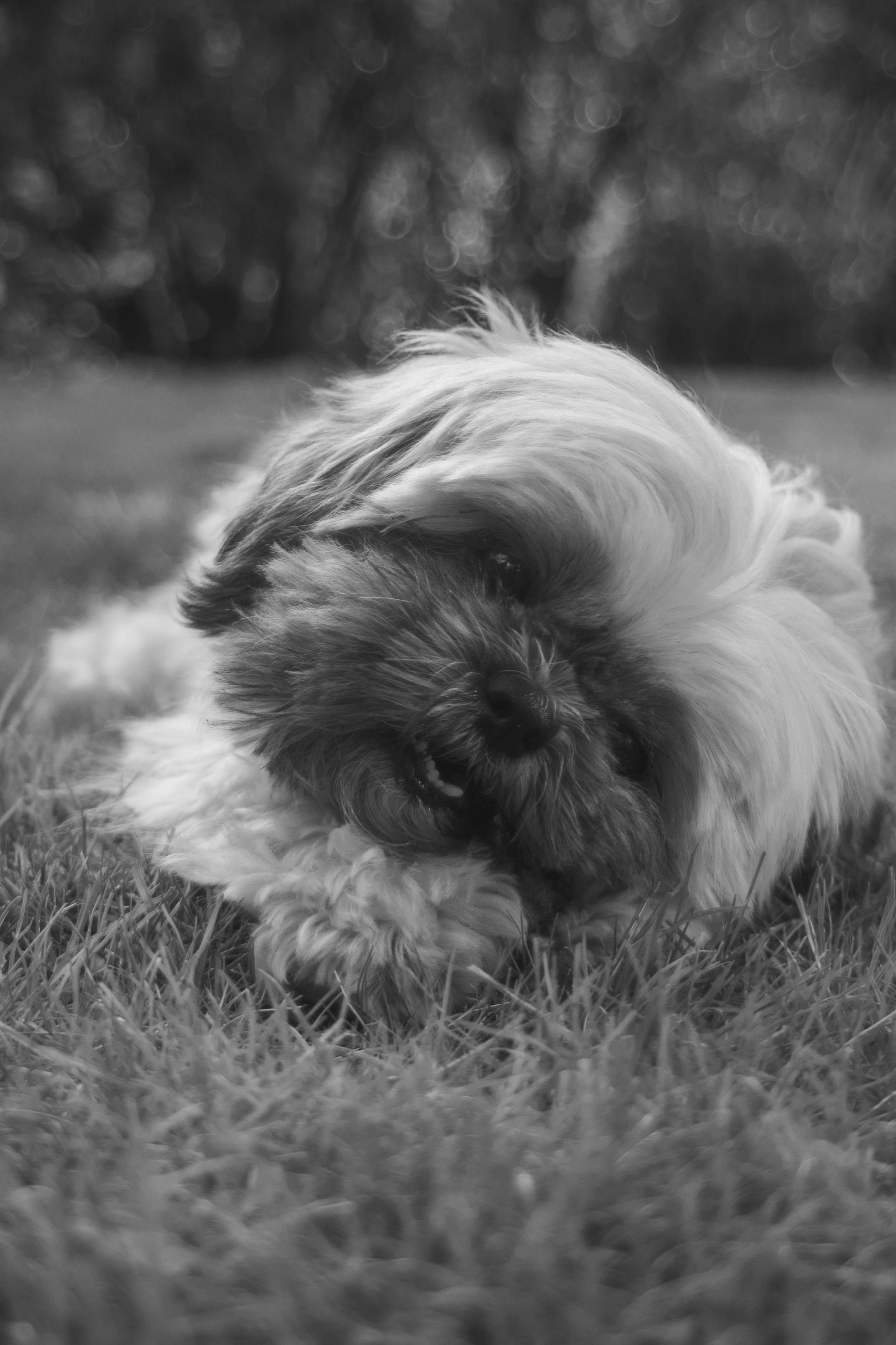 Как тибетский спаниель относится к домашней птице?