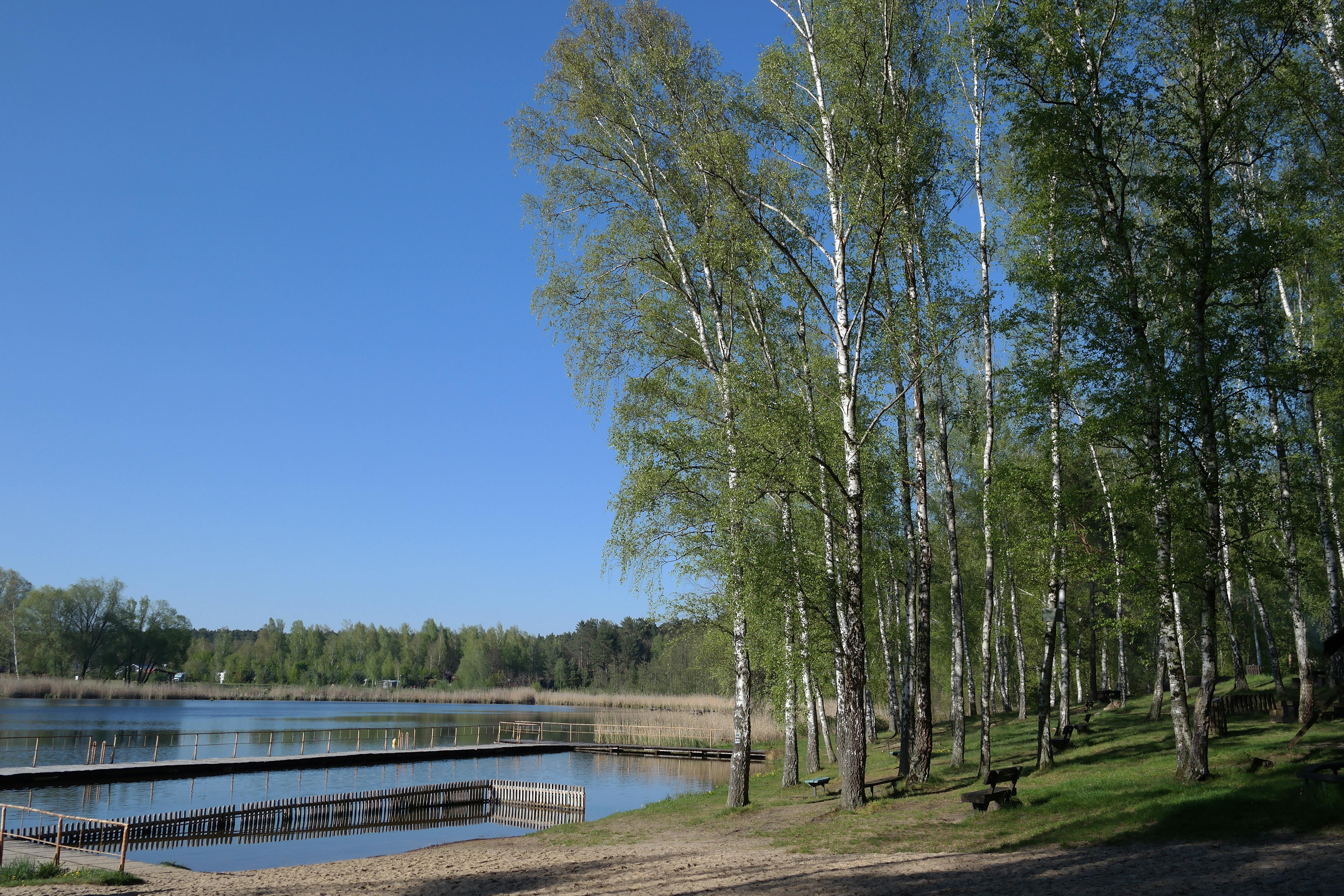 Рыбка астронотус