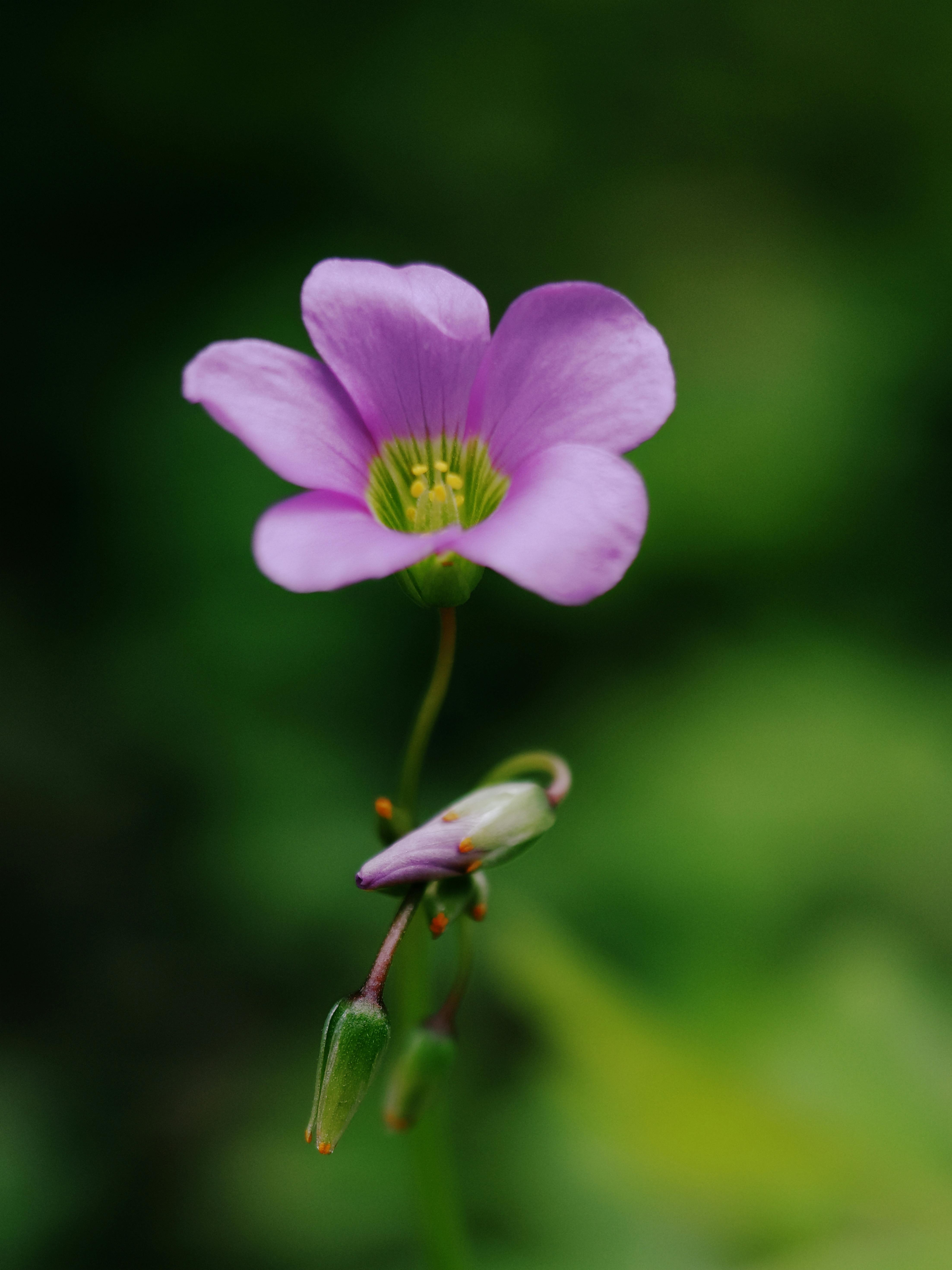 Что за цветок дихондра