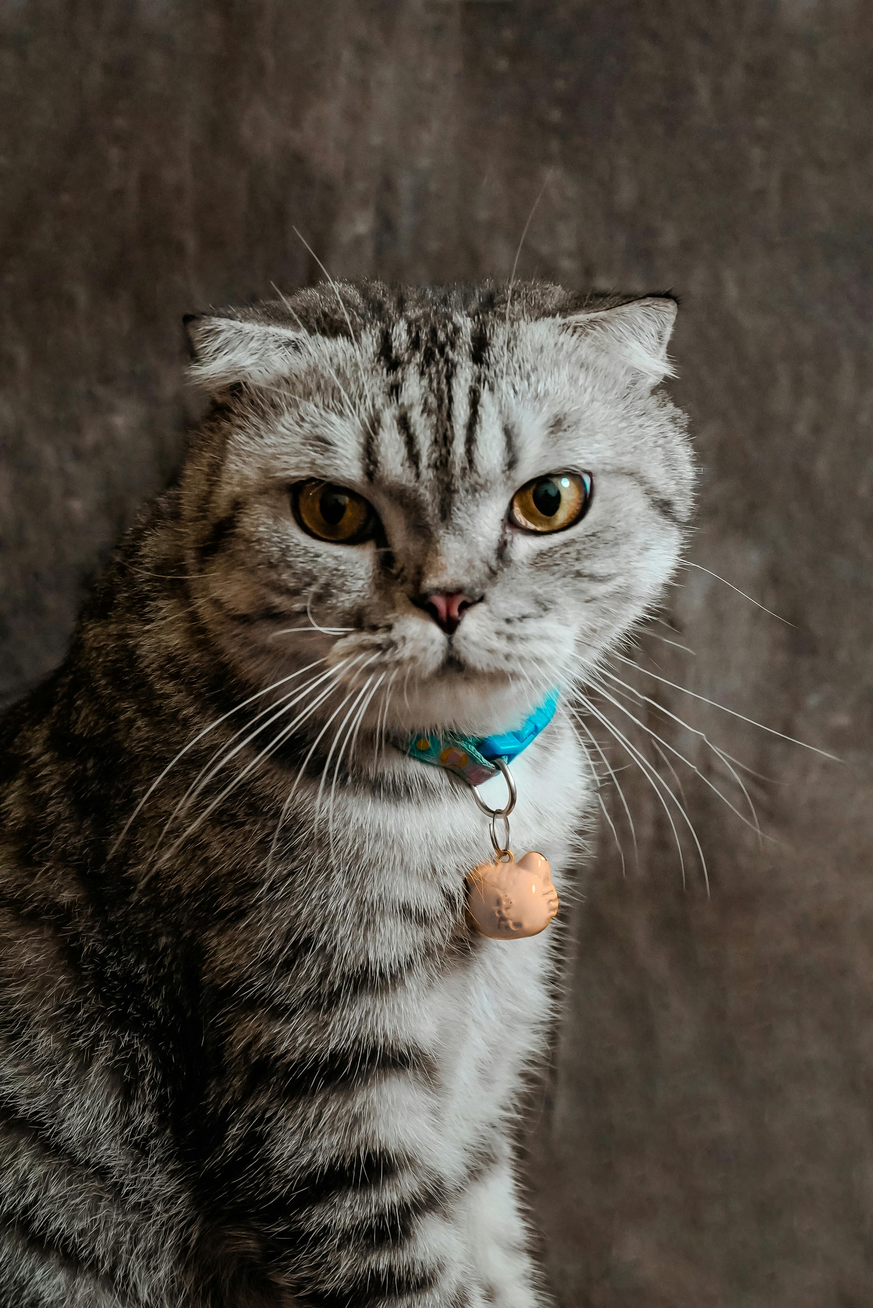 Описание породы