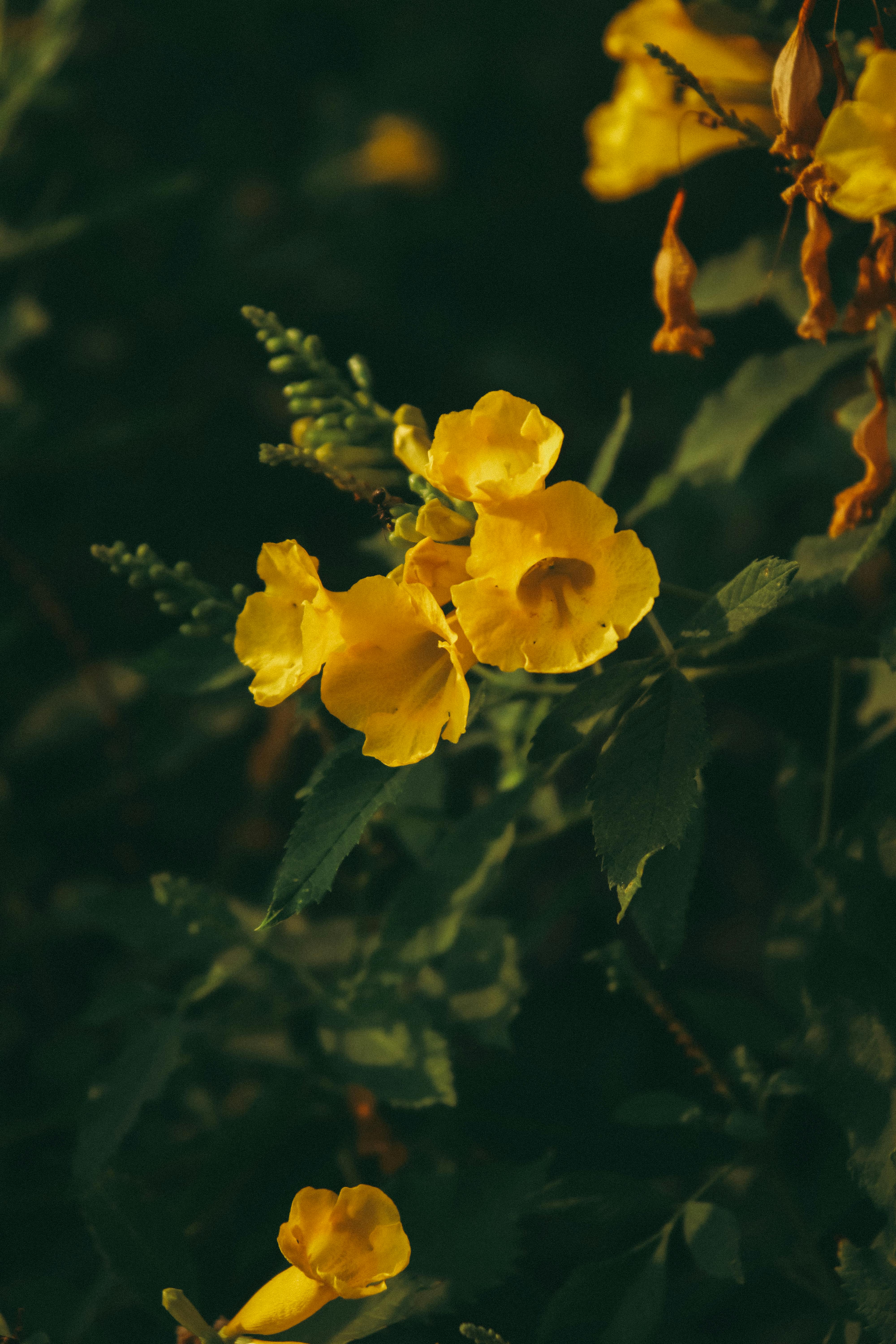 Описание сортов бузины красная с фото