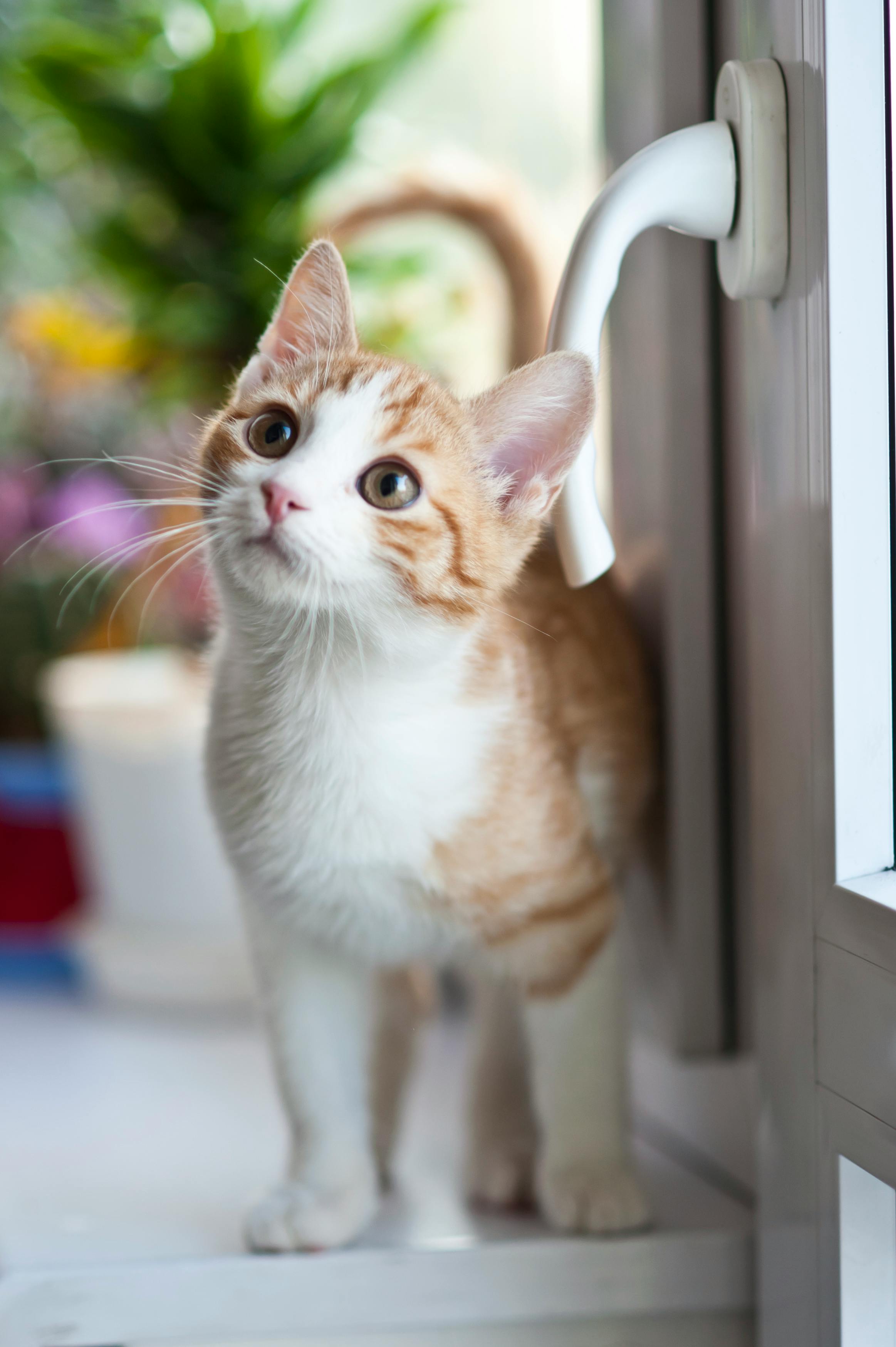 Как приучить котенка к туалету