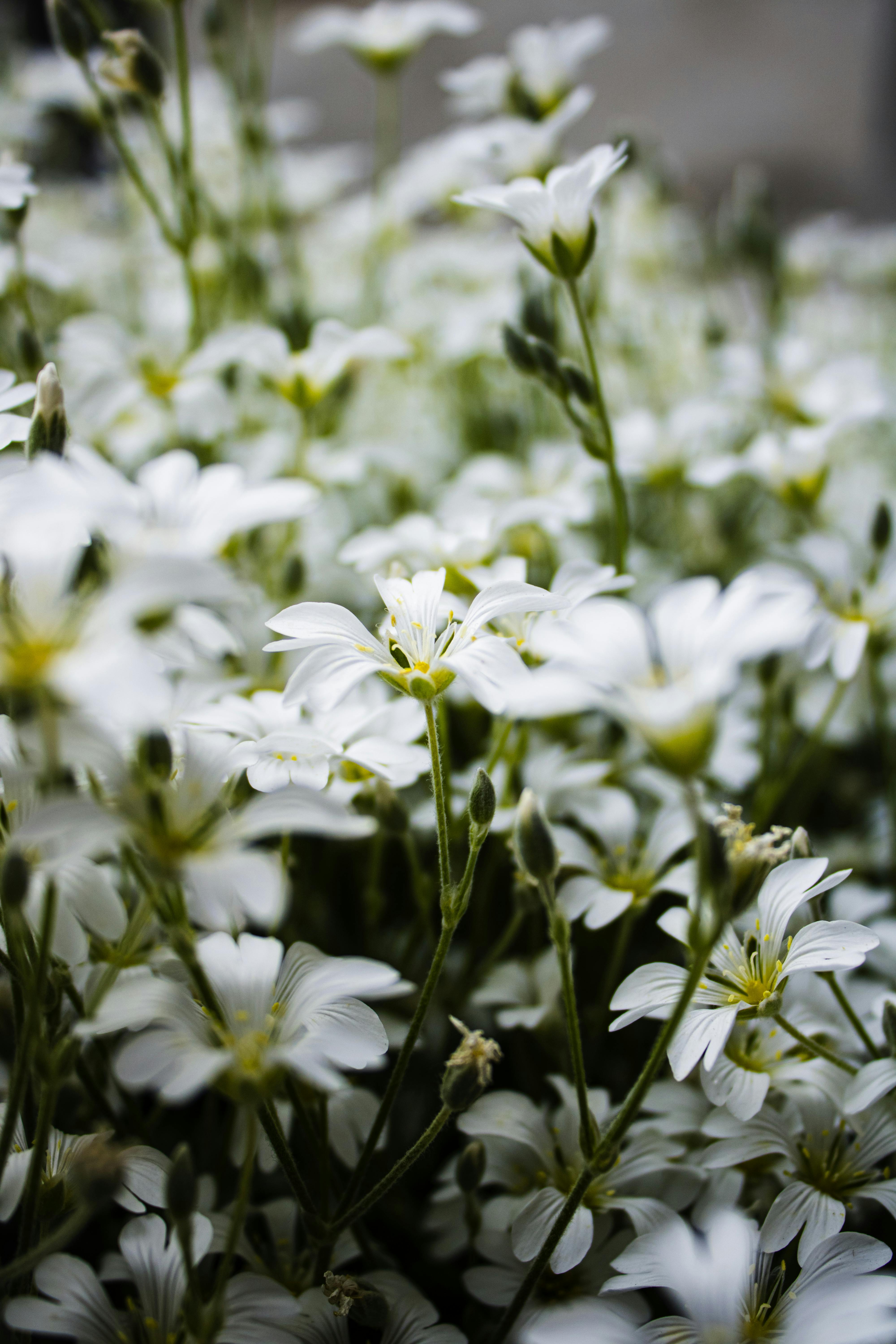 Отзывы садоводов о ясколке