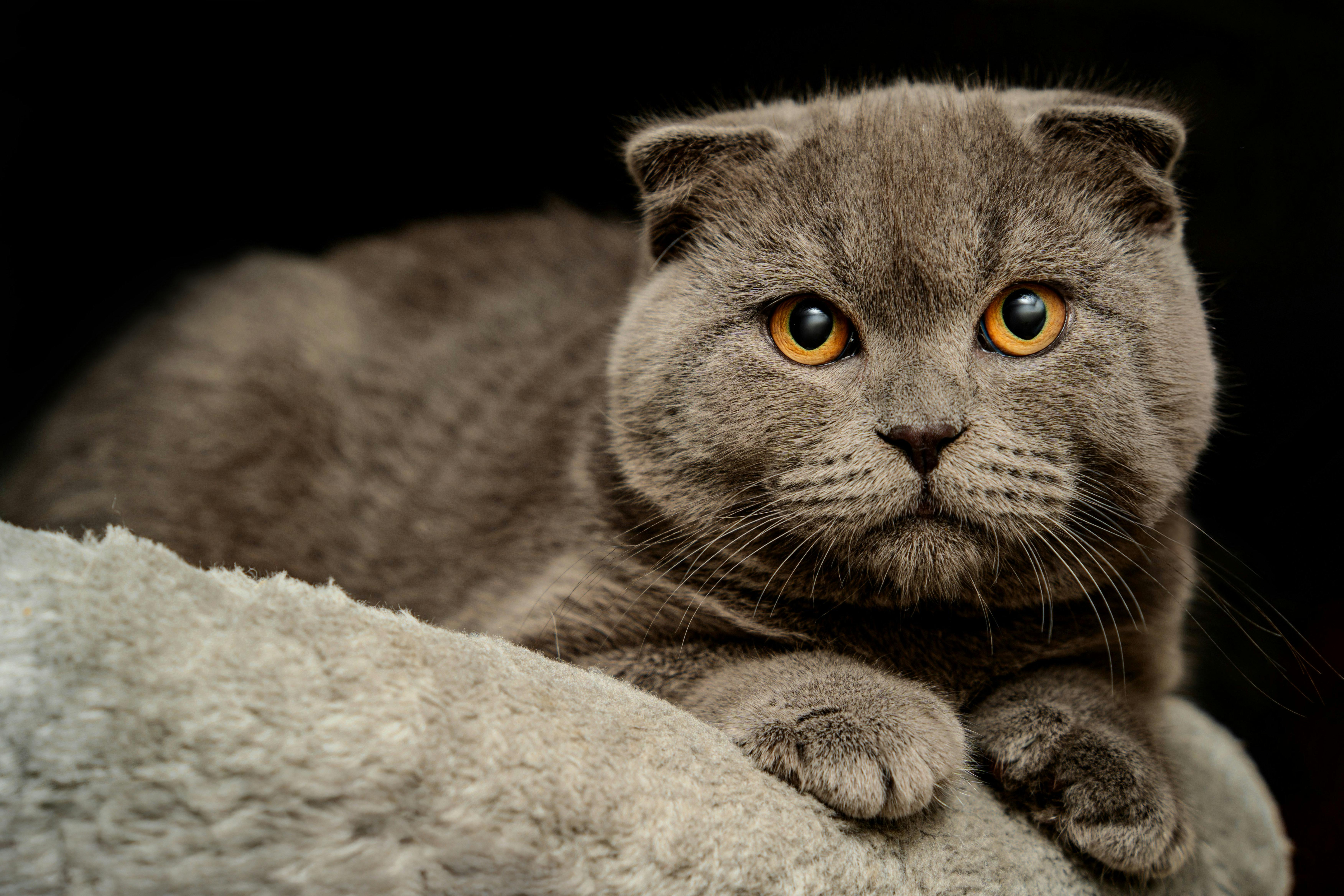 Уживется ли американская короткошерстная кошка с собакой?