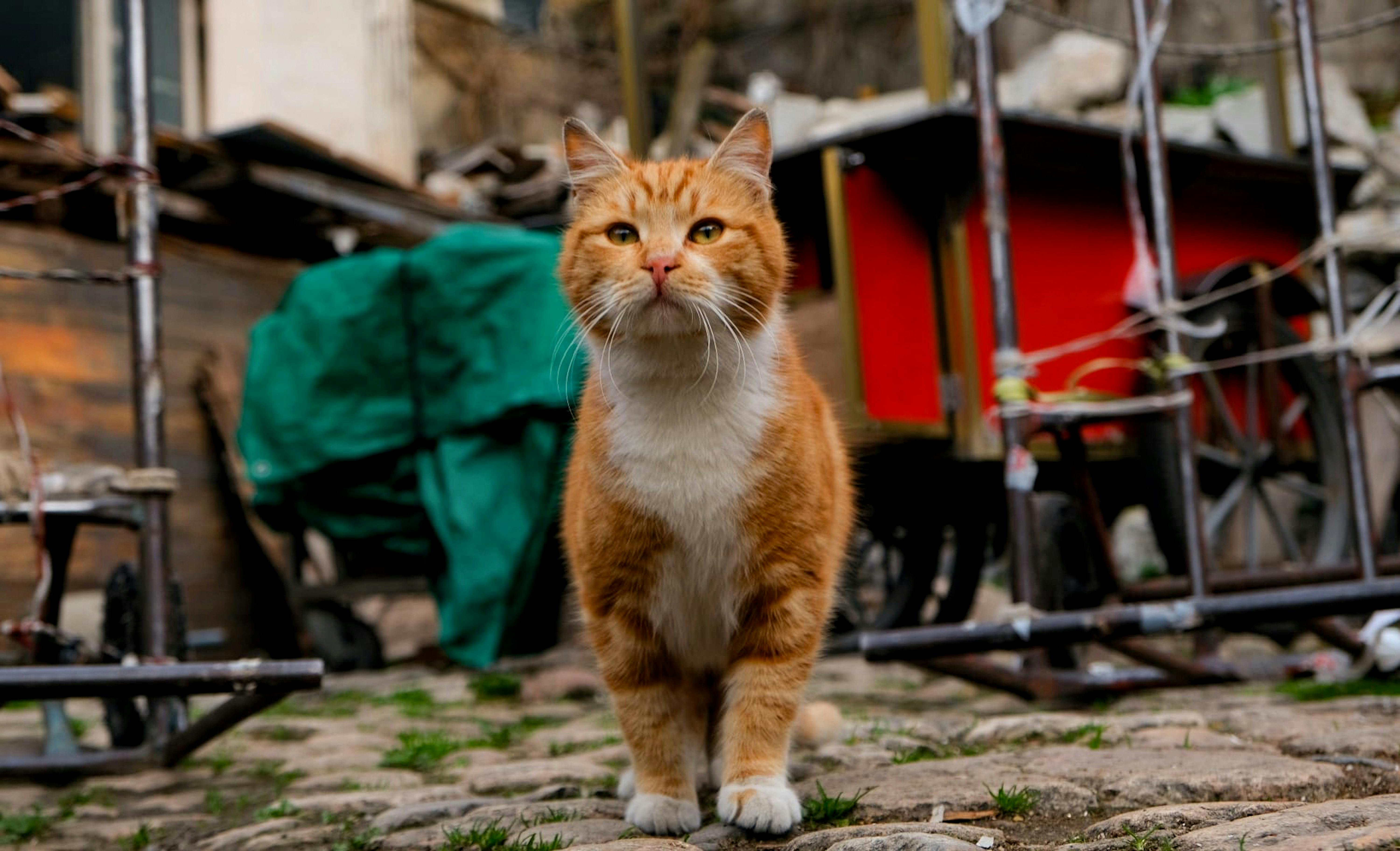 Прививки для кошек и котят
