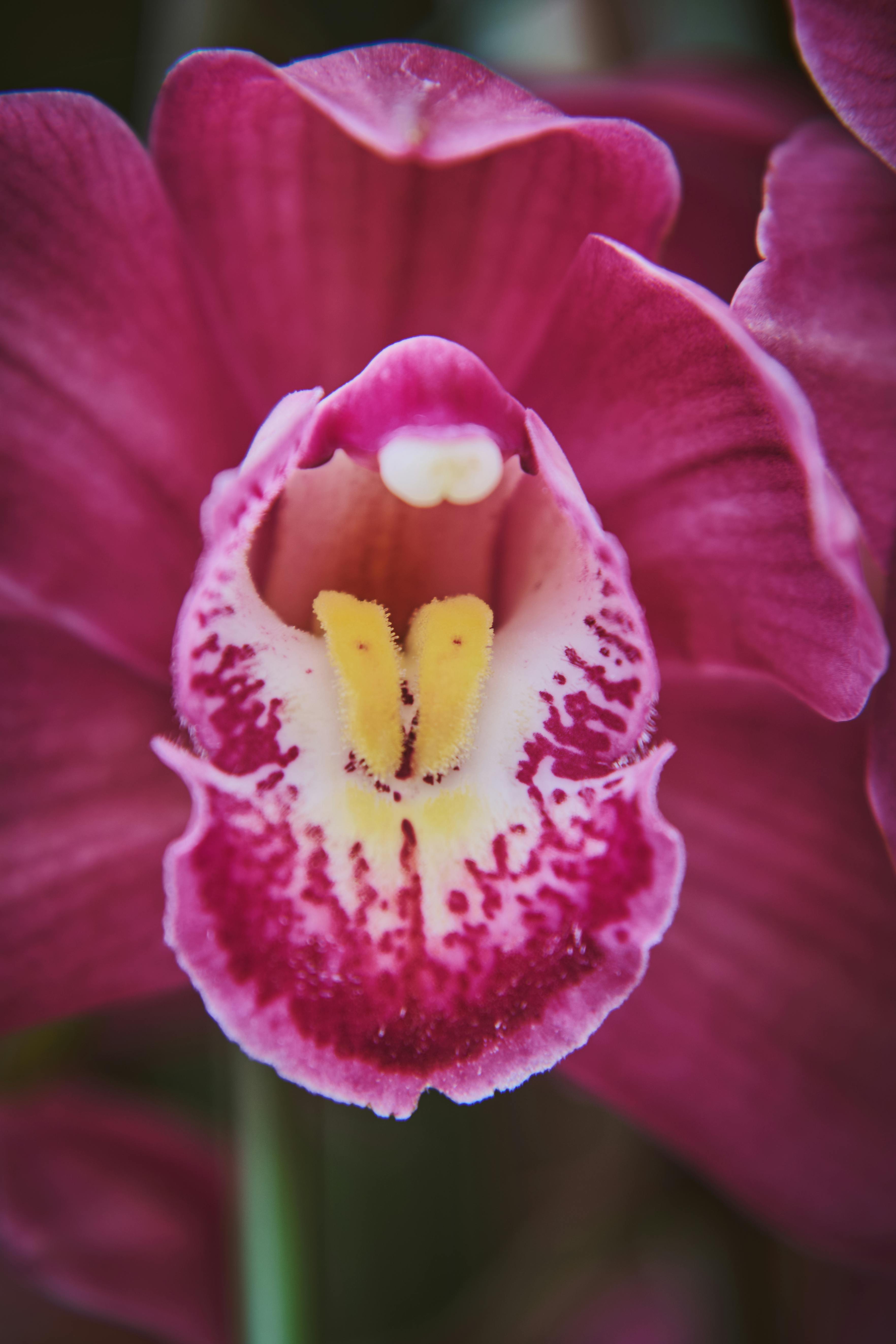 Цимбидиум (орхидея)