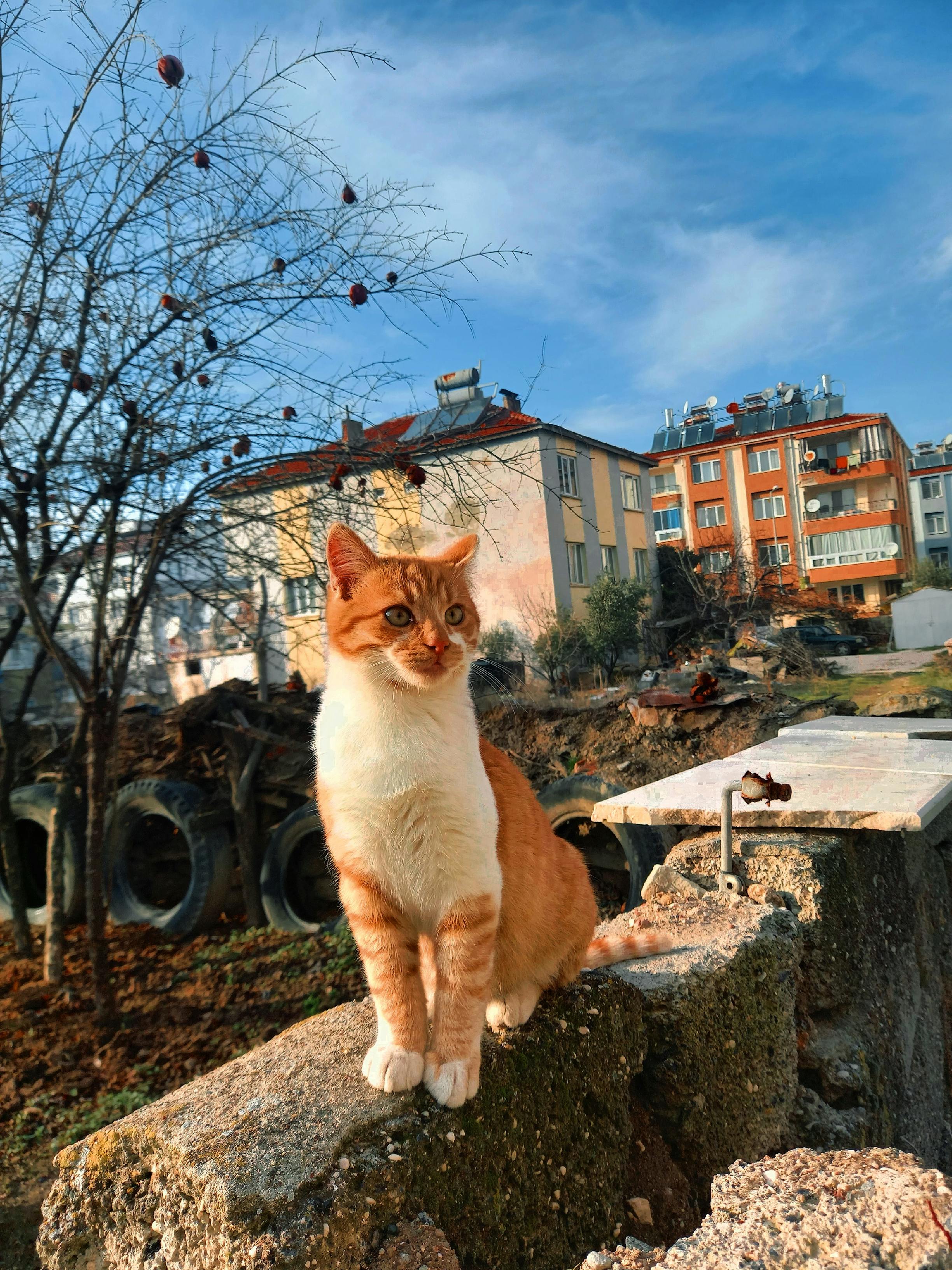 Основные характеристики