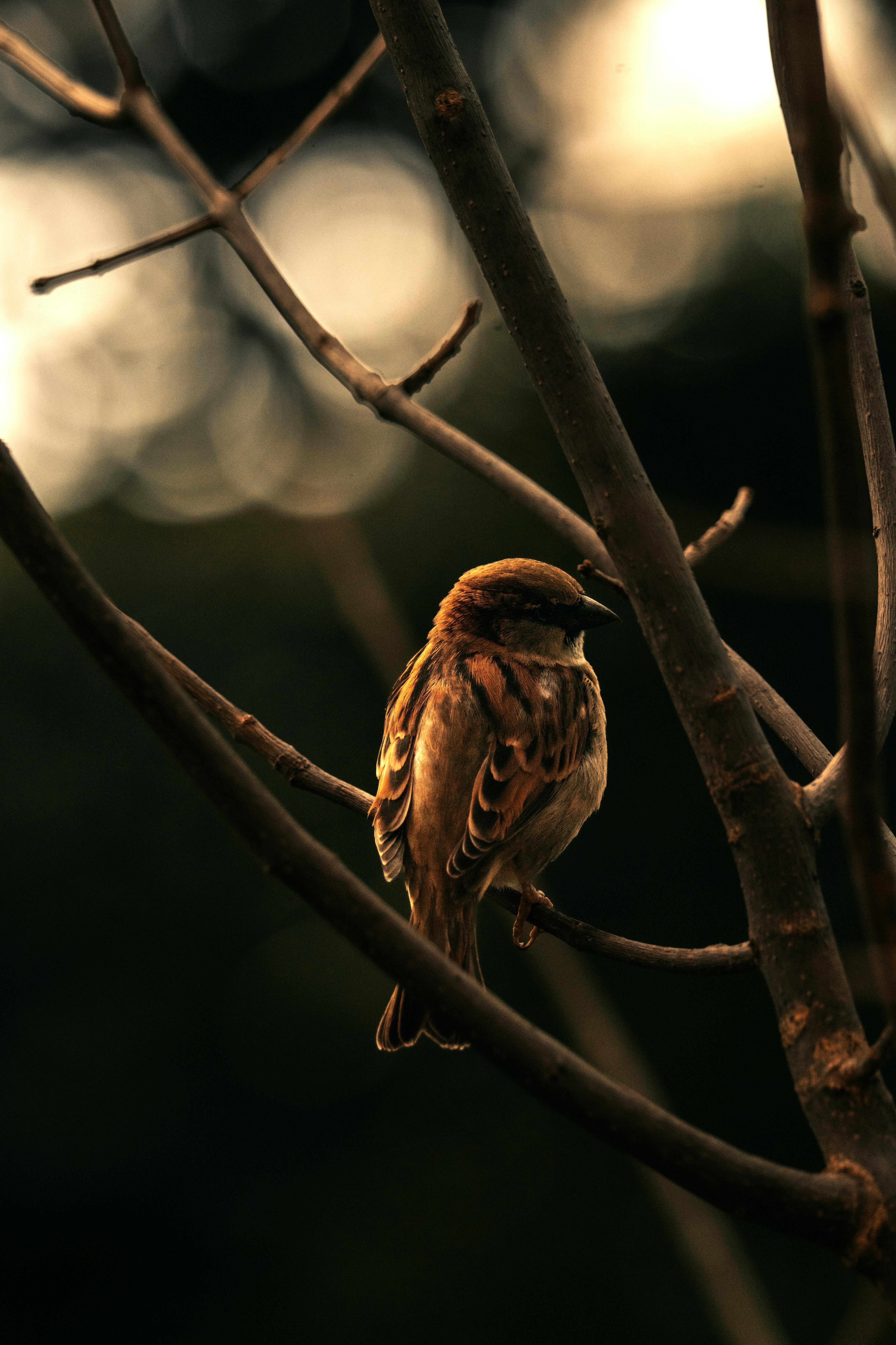 6 лучших успокоительных при беременности в 2025 году