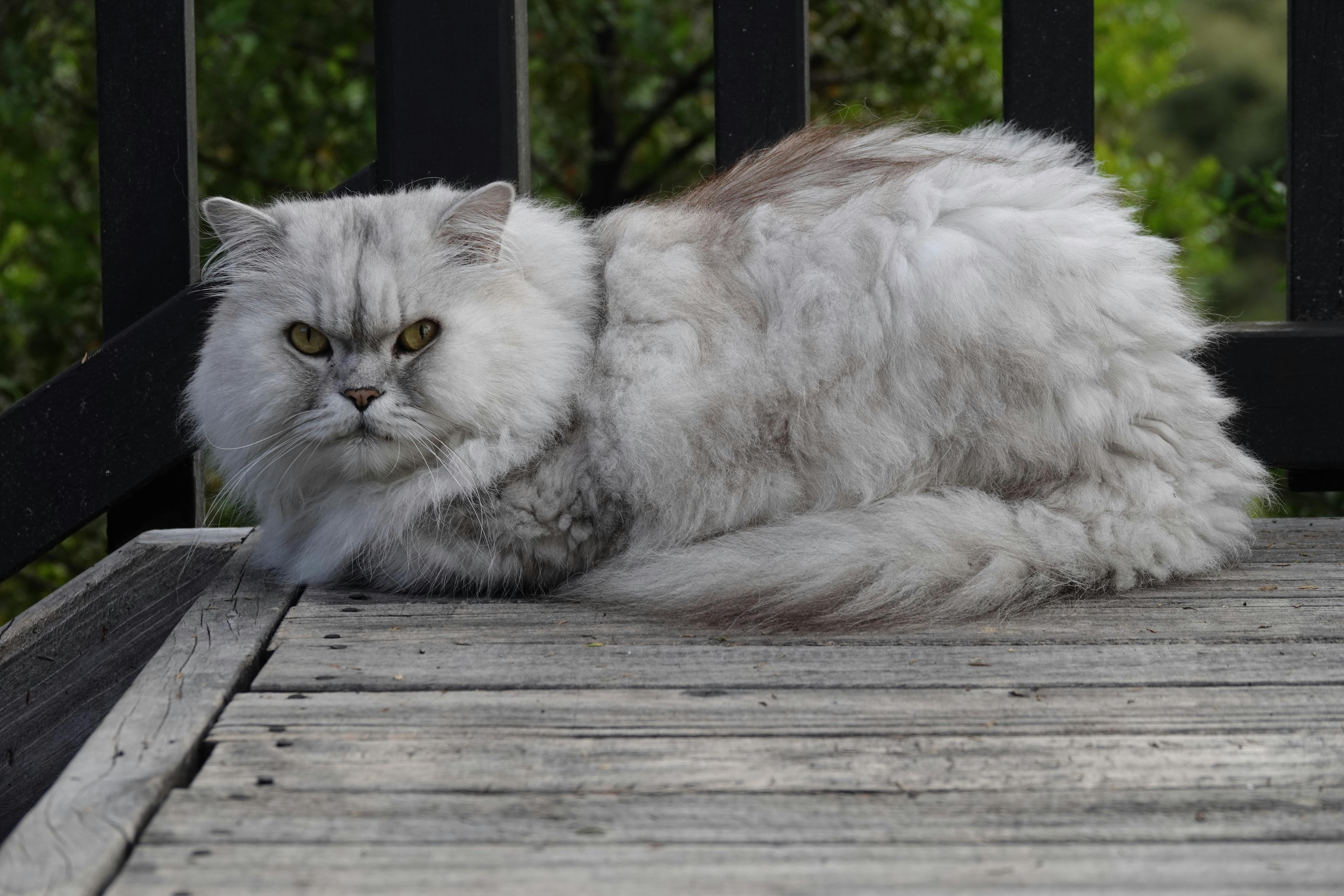 Персидская кошка