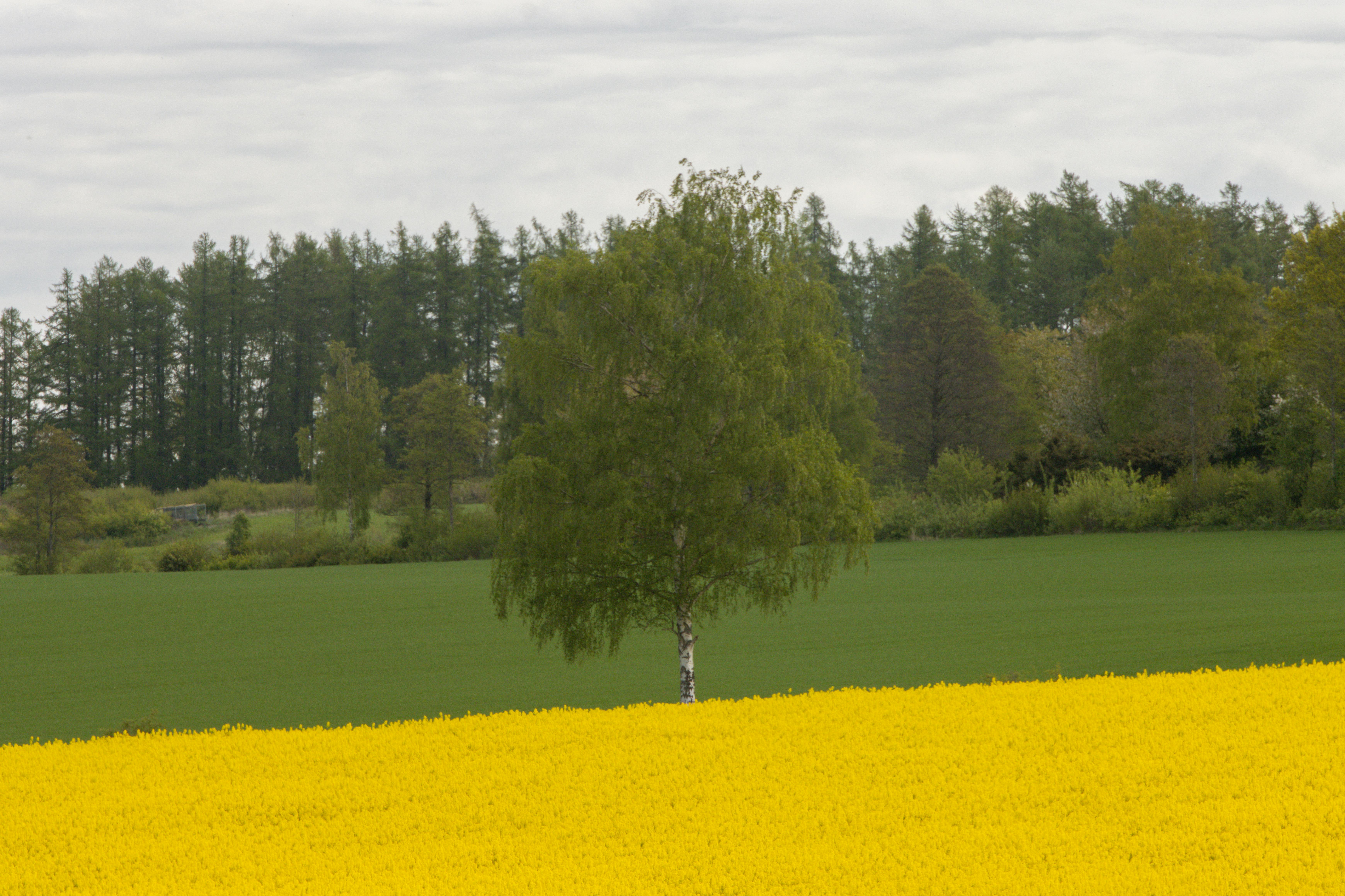 Необычные поздравления в прозе