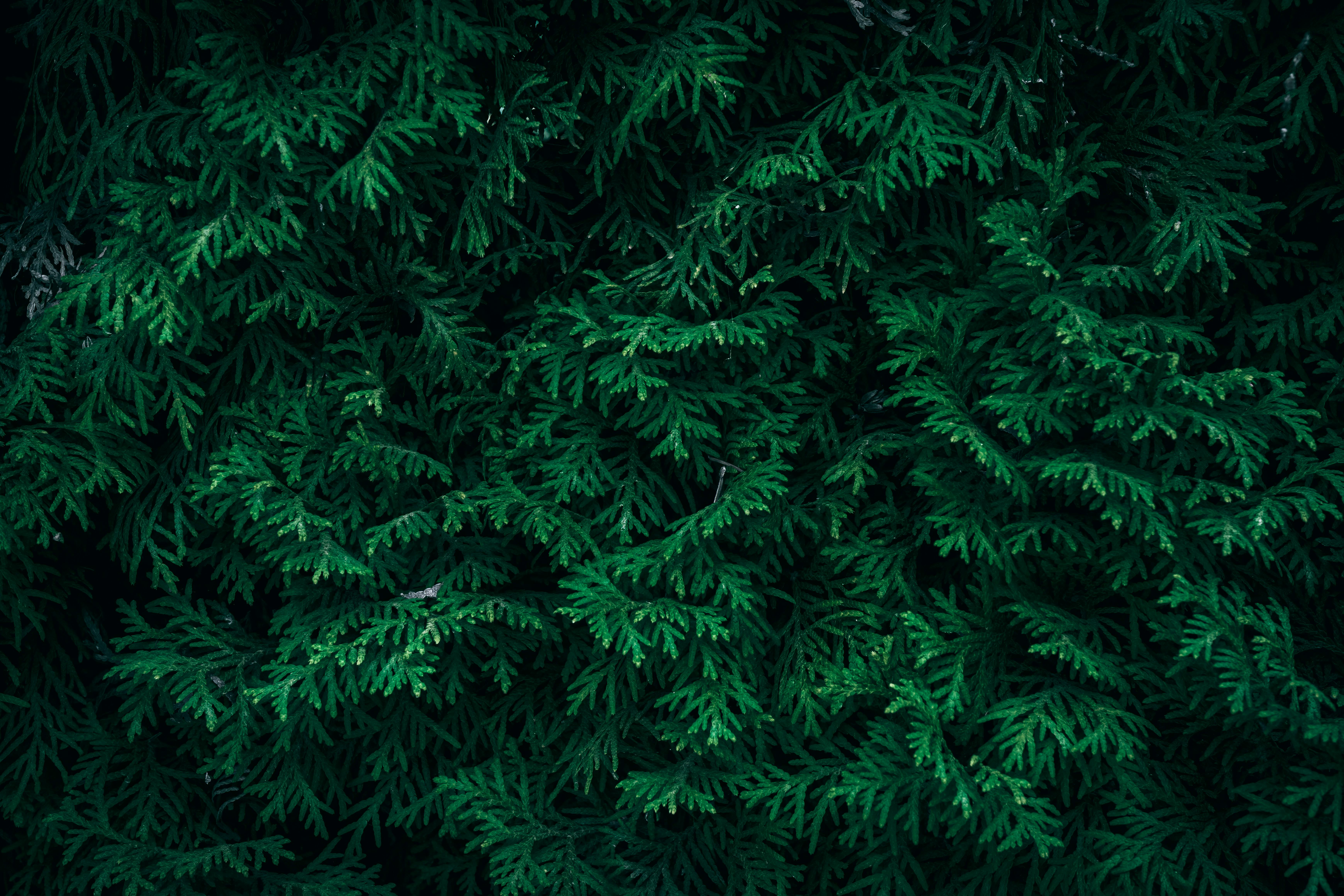 Какая высота у туи Смарагд?