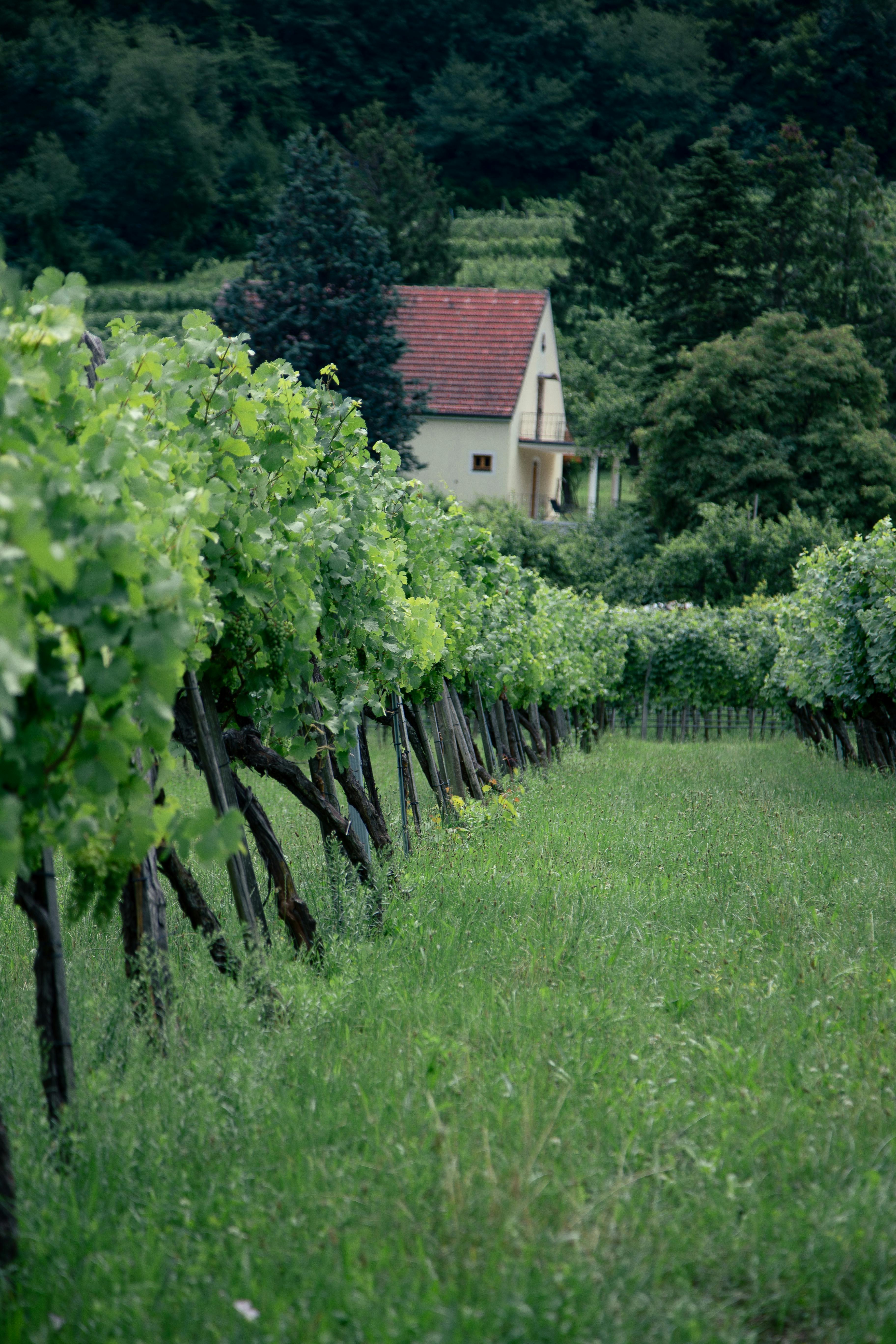 Болезни винограда с описаниями и фотографиями