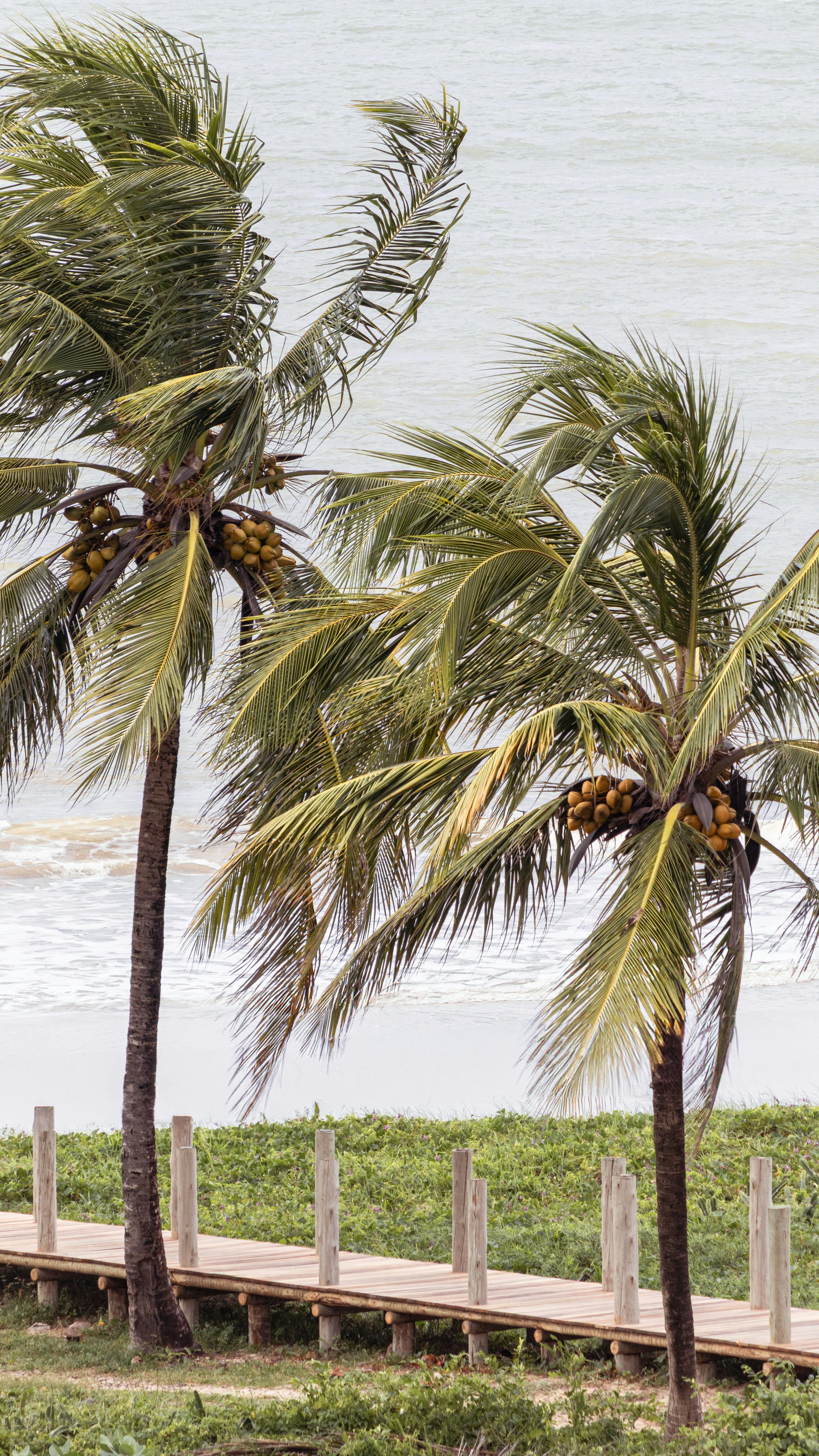 Как выбрать и хранить бразильский орех