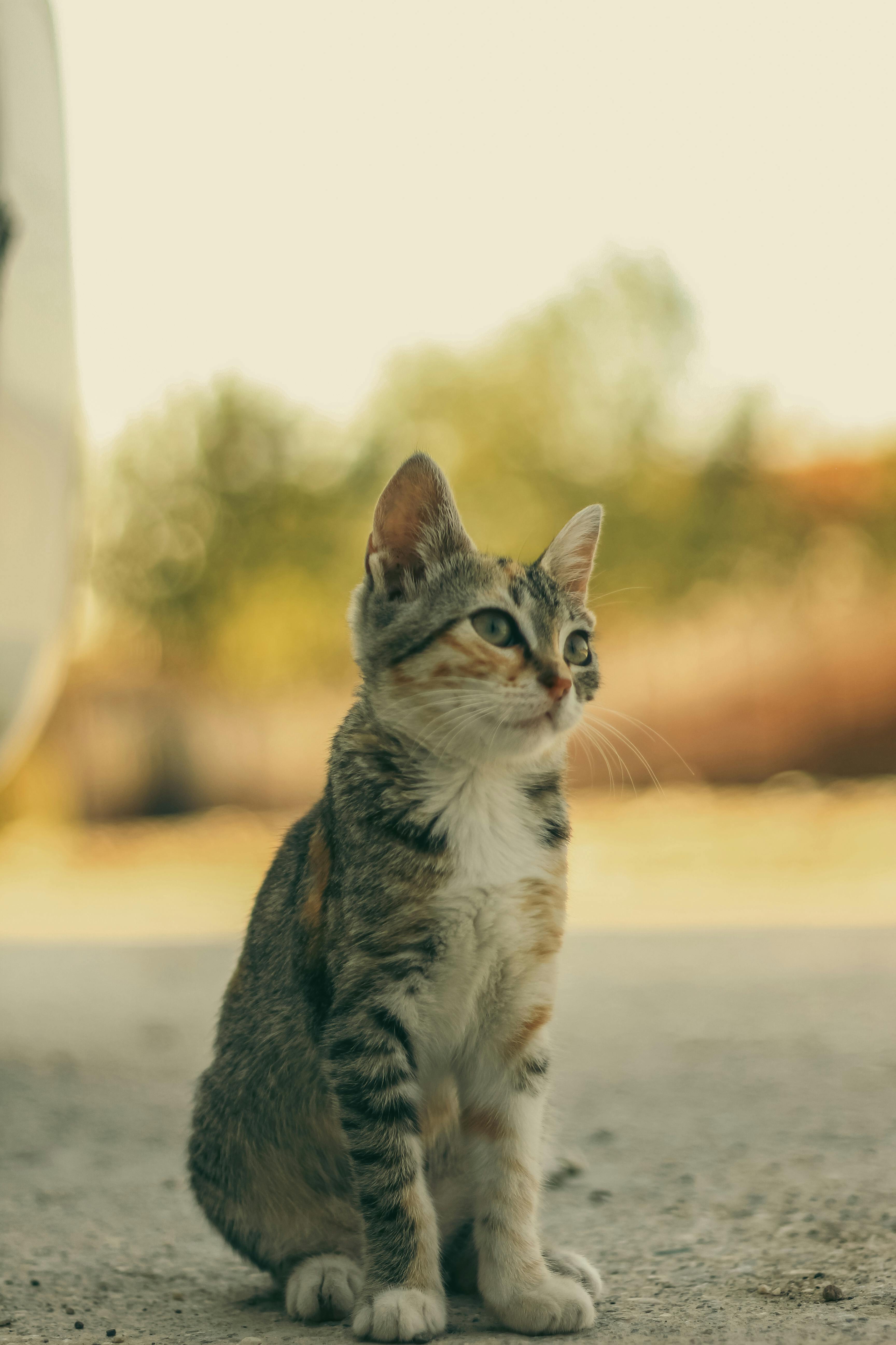 Как приучить котенка к когтеточке