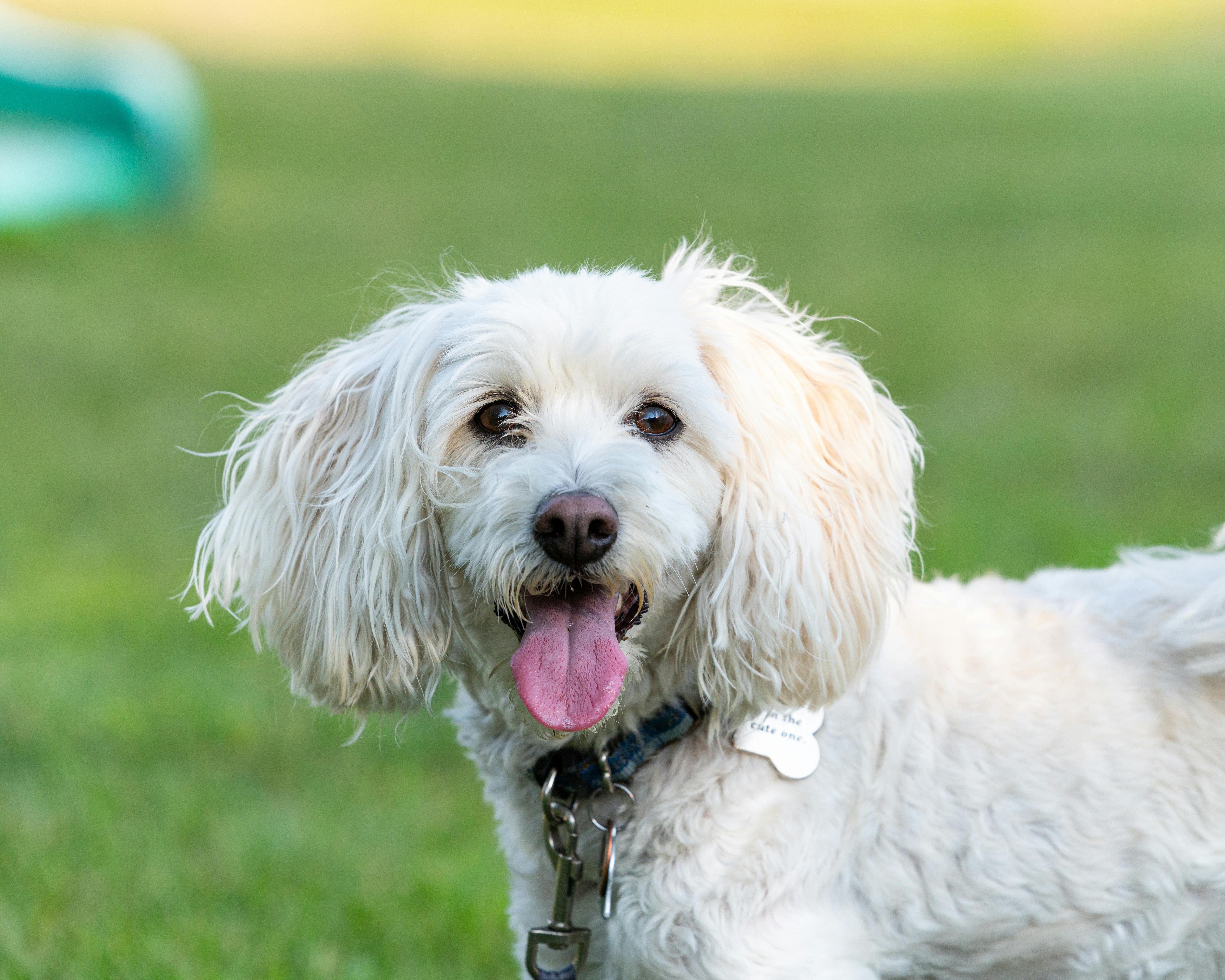 Как подружить кошку и собаку с грызунами
