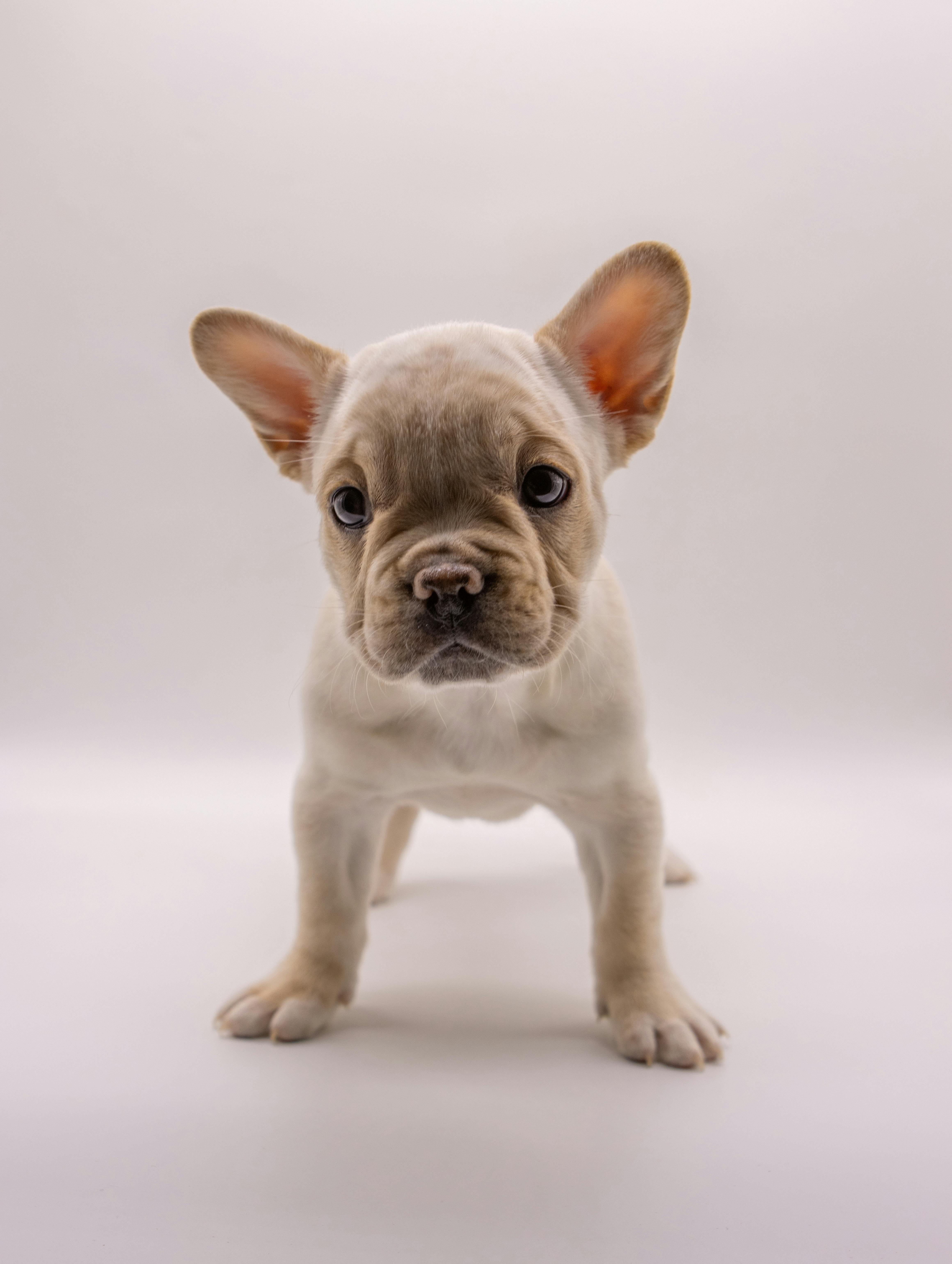 Как реагируют акбаши на других собак?