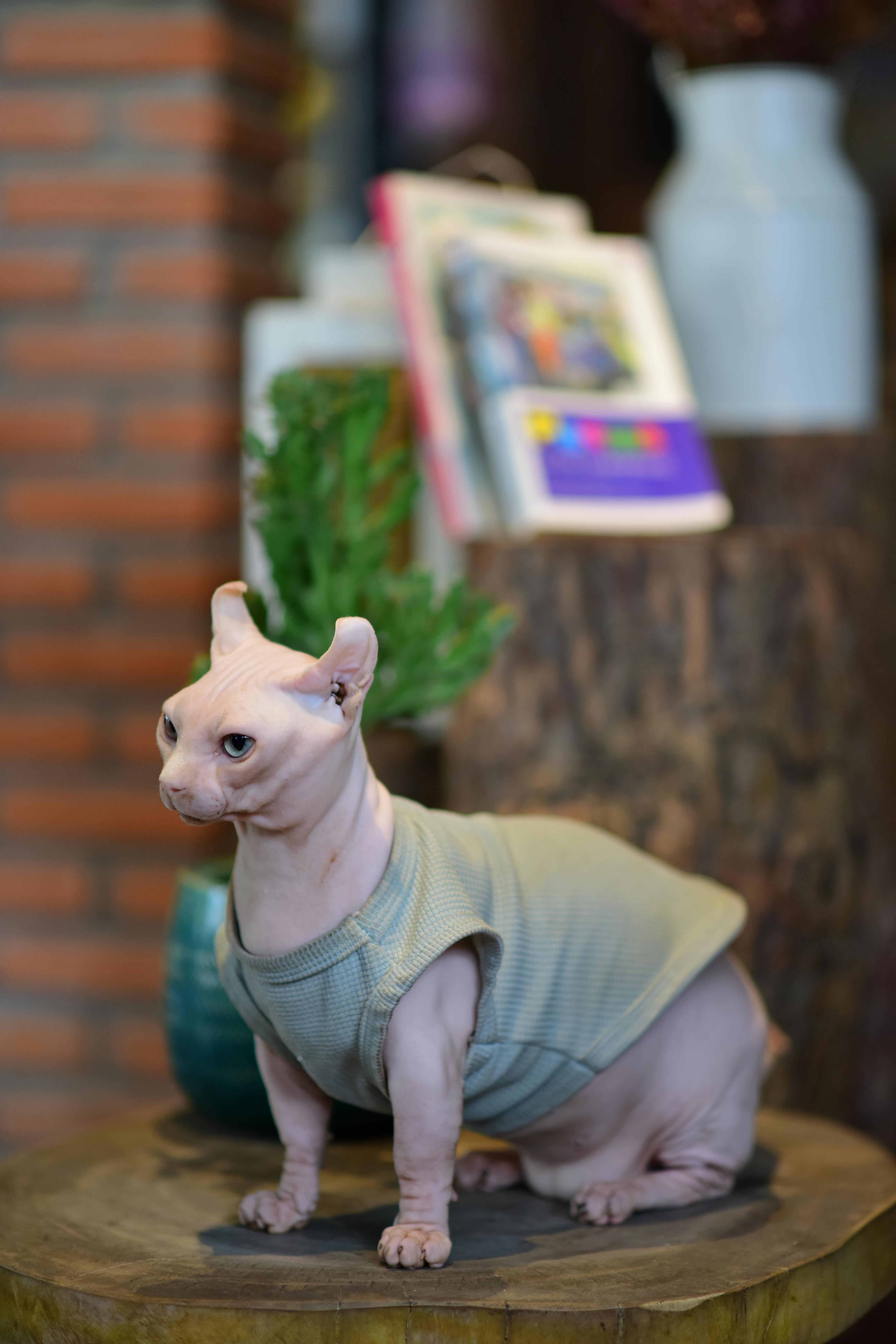 Какие породы кошек самые дорогие?