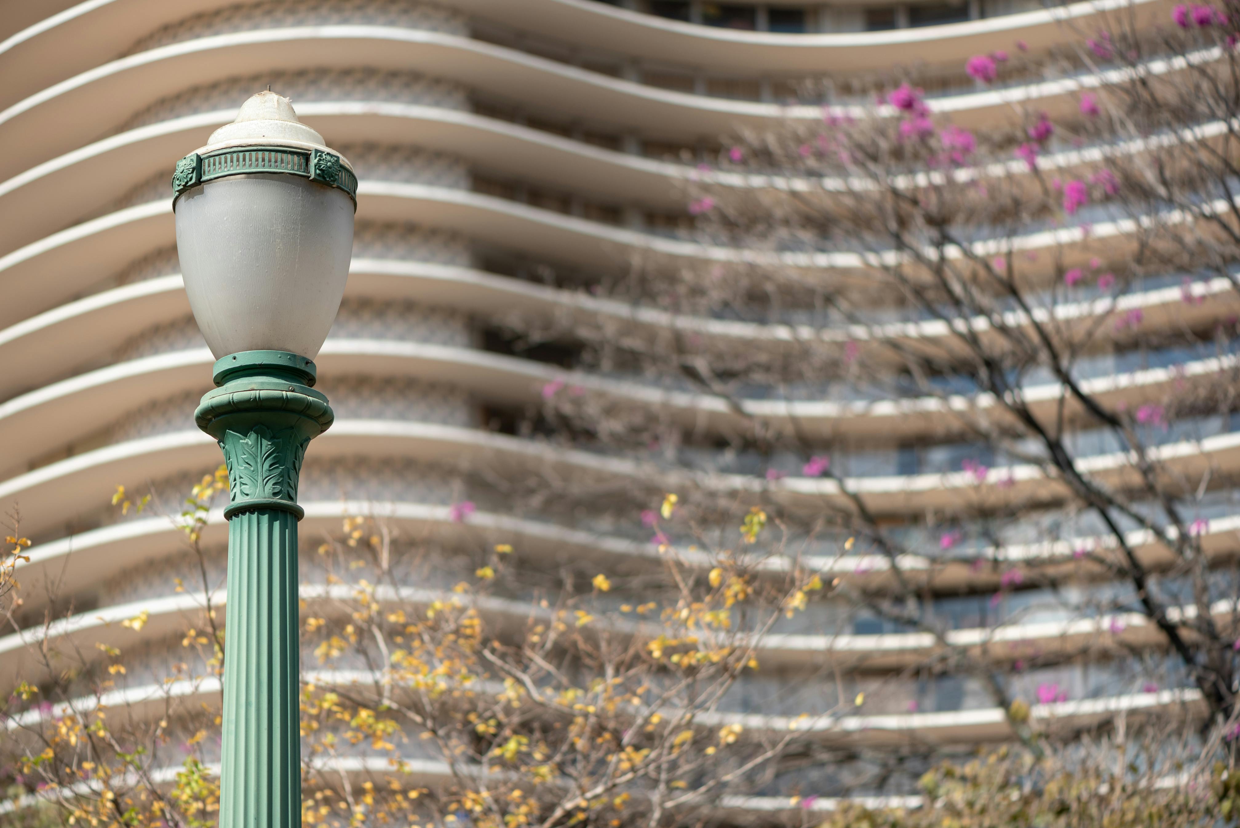 Бугенвиллия