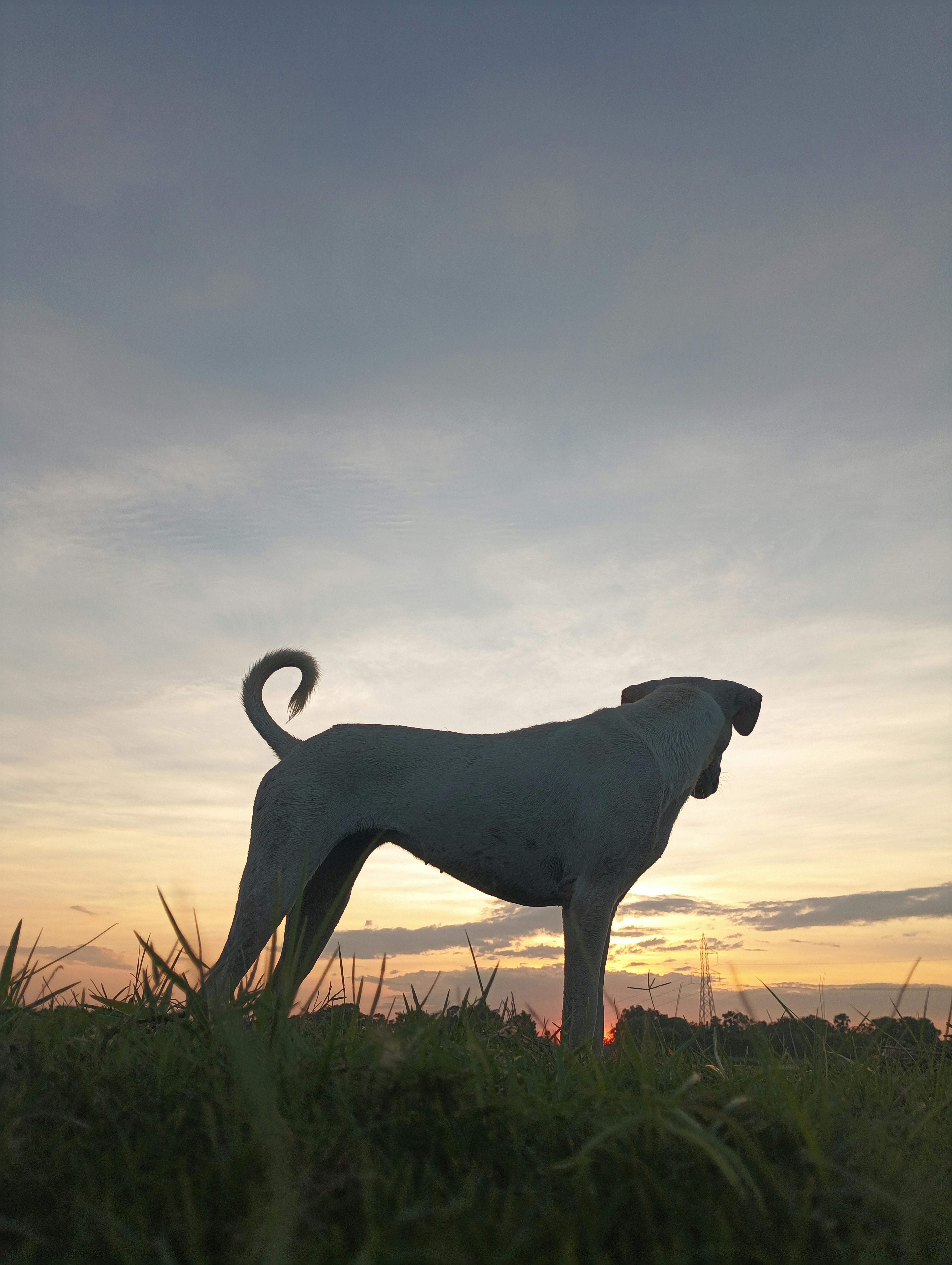 Может ли эпилепсия у собак передаваться по наследству?