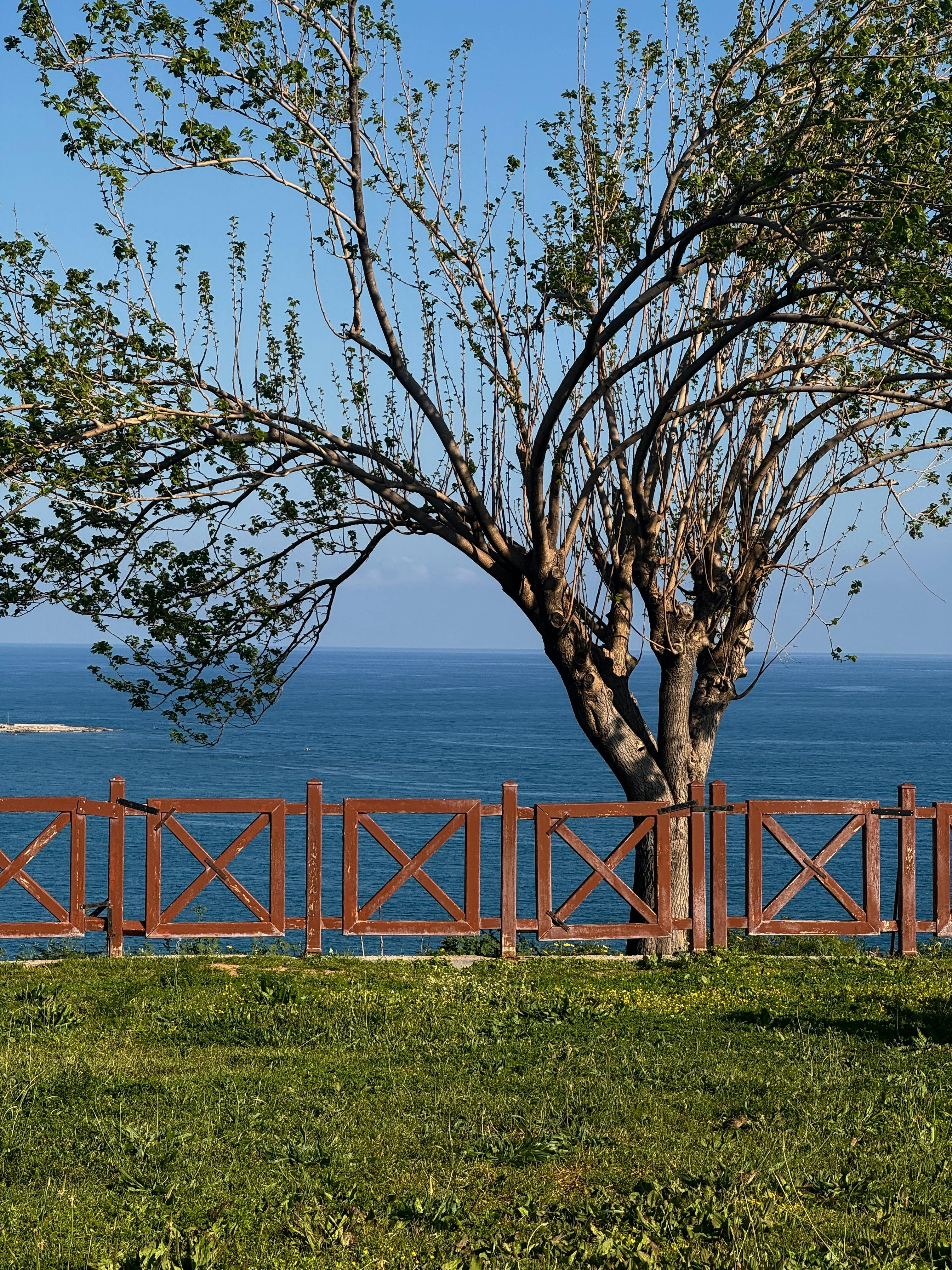 Денежное дерево (толстянка)