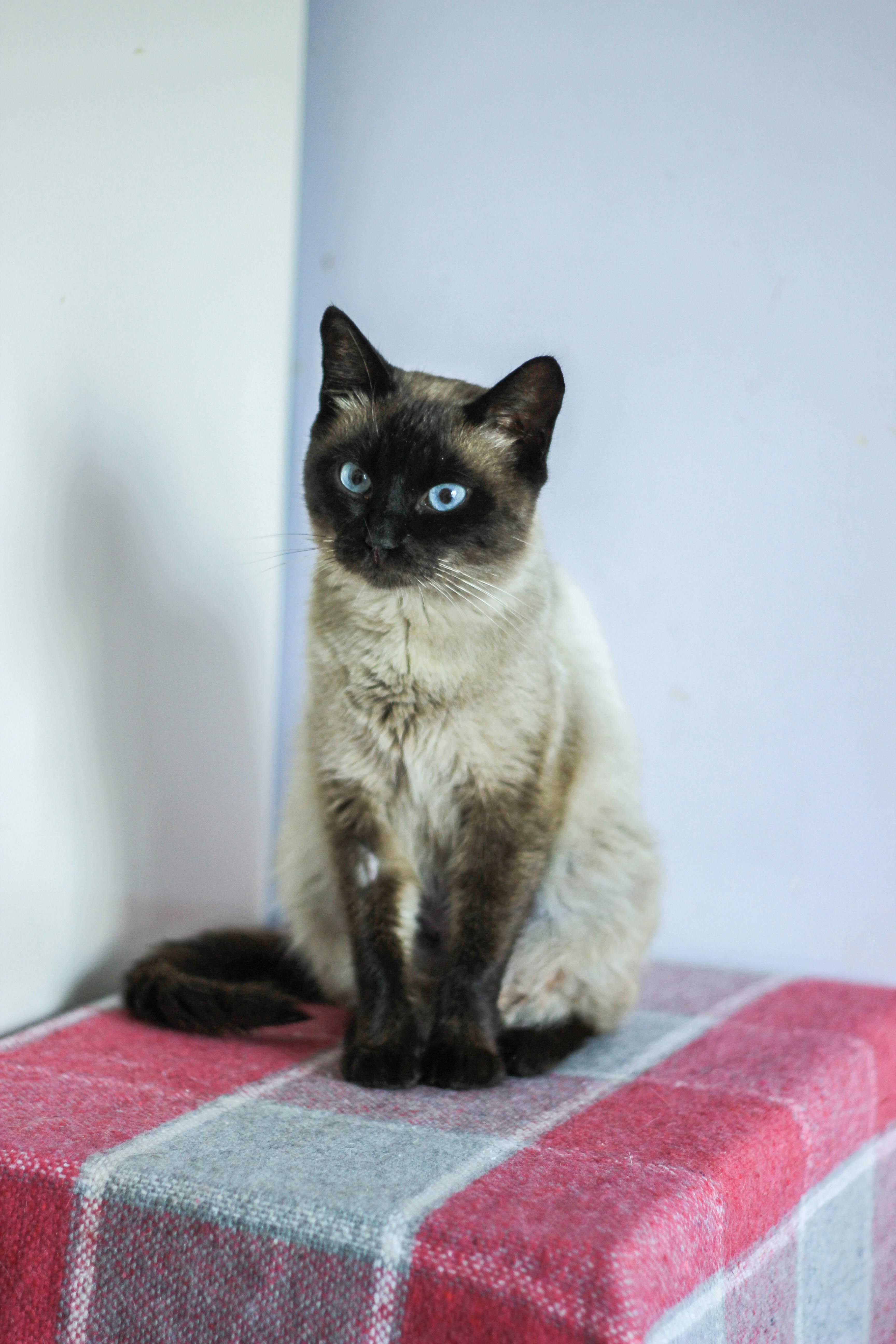 Европейская короткошерстная кошка