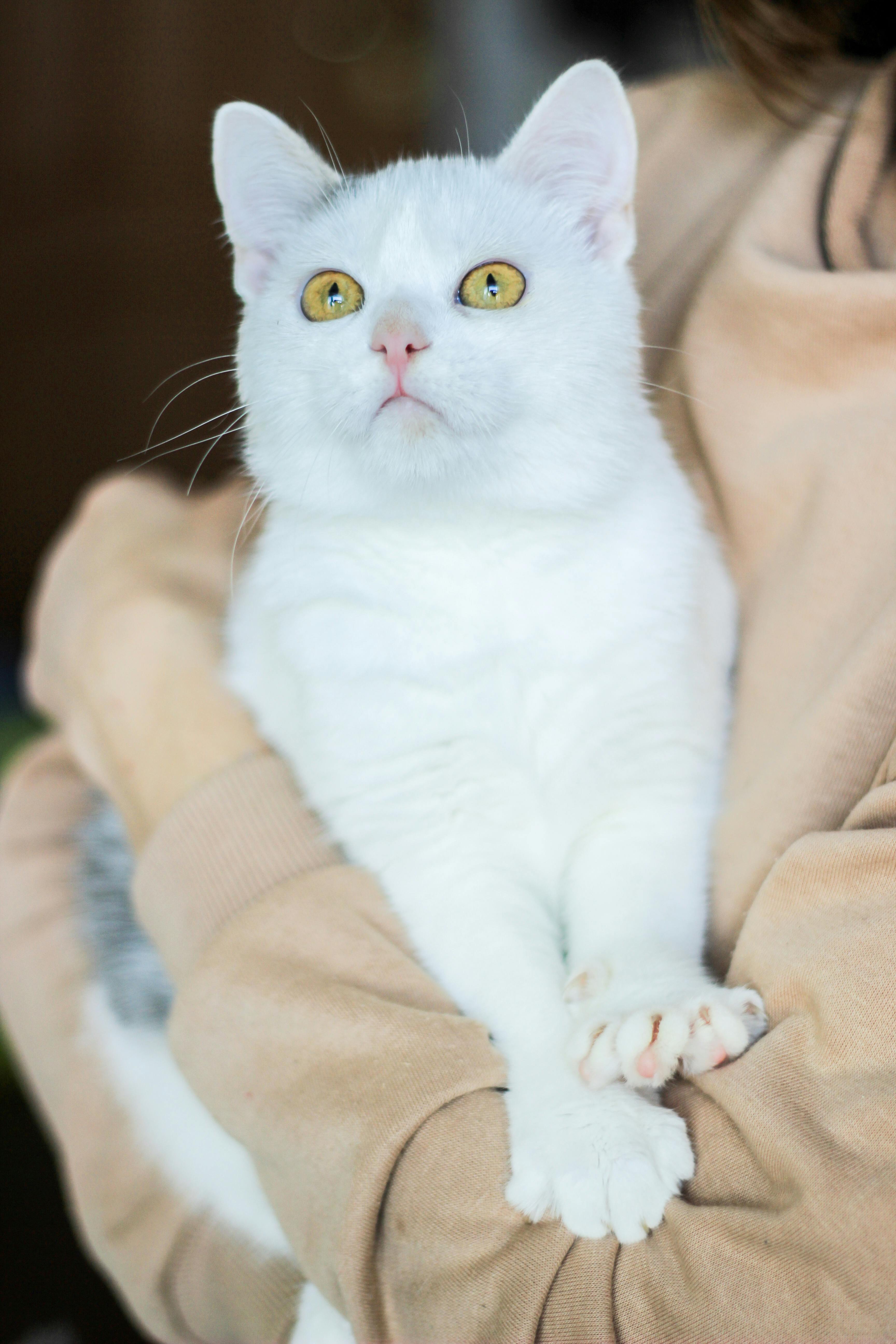 Египетская мау кошка