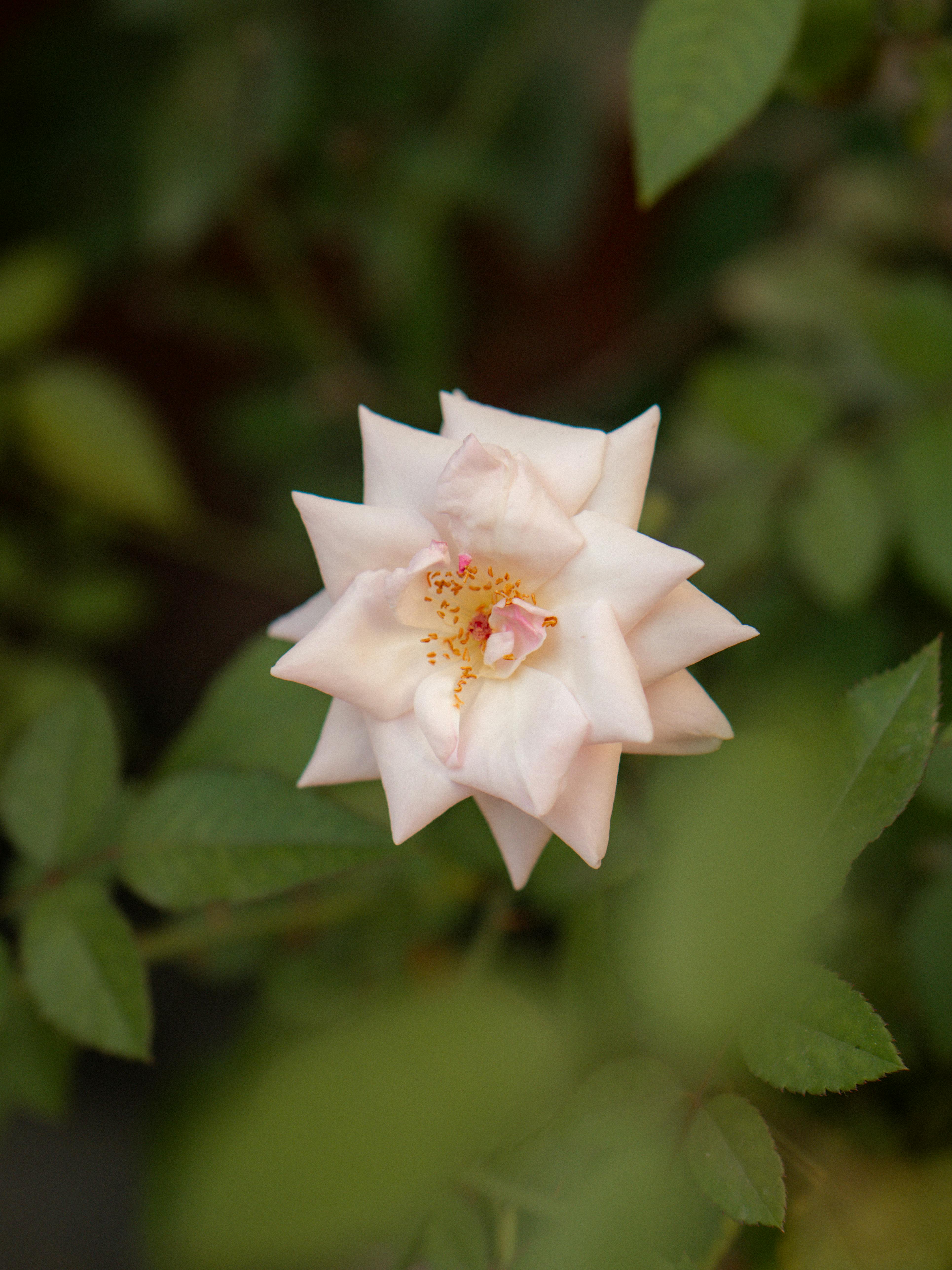 Как укрывать почвопокровные розы на зиму?