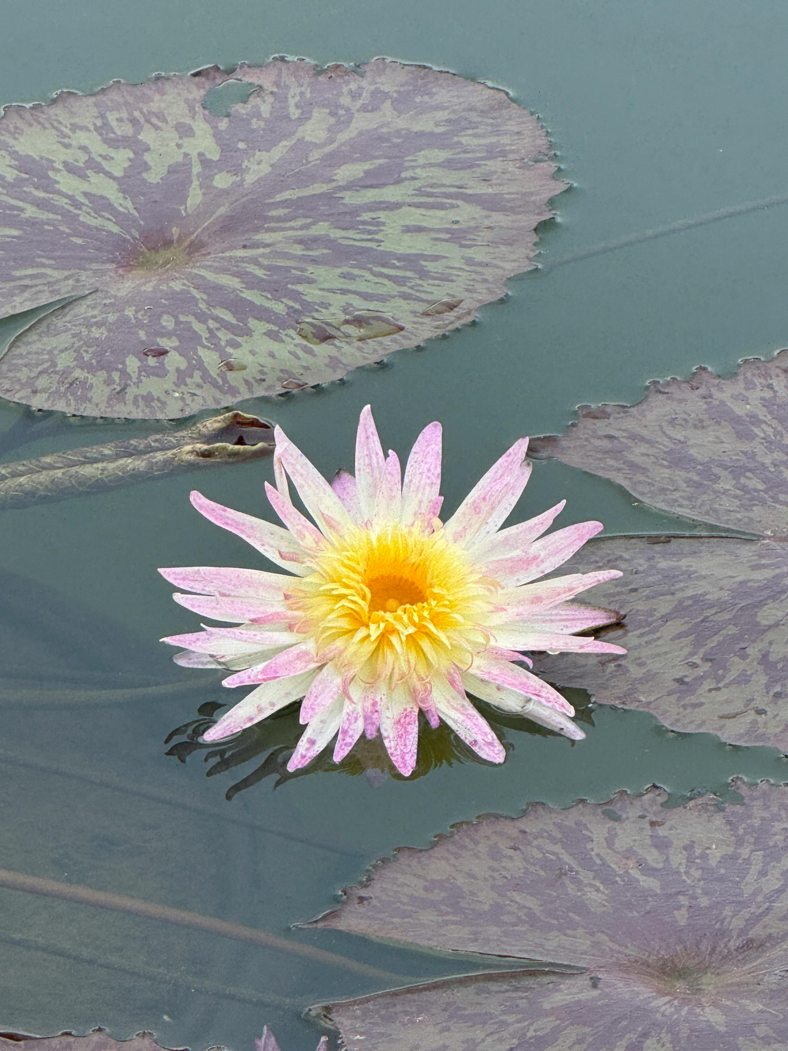 Минеральная вода - польза и вред для организма Минеральная вода: польза и вред для организма