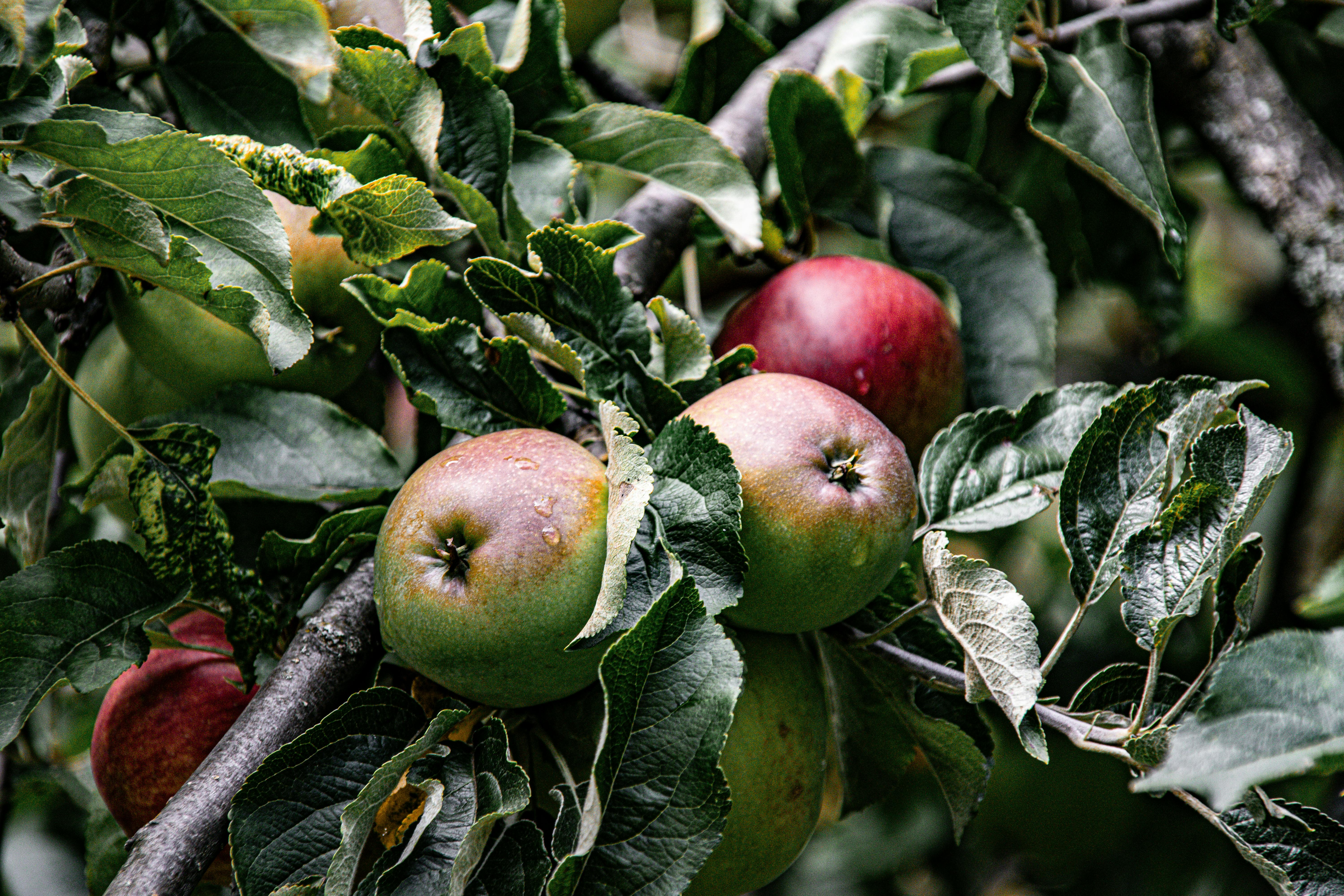 Добавьте в рацион кисломолочные продукты с пониженной жирностью, такие как йогурт или кефир. Они улучшат микрофлору кишечника и помогут организму в усвоении полезных веществ. Важно также включать в меню несладкие фрукты, например, яблоки или груши, в запеченном виде.