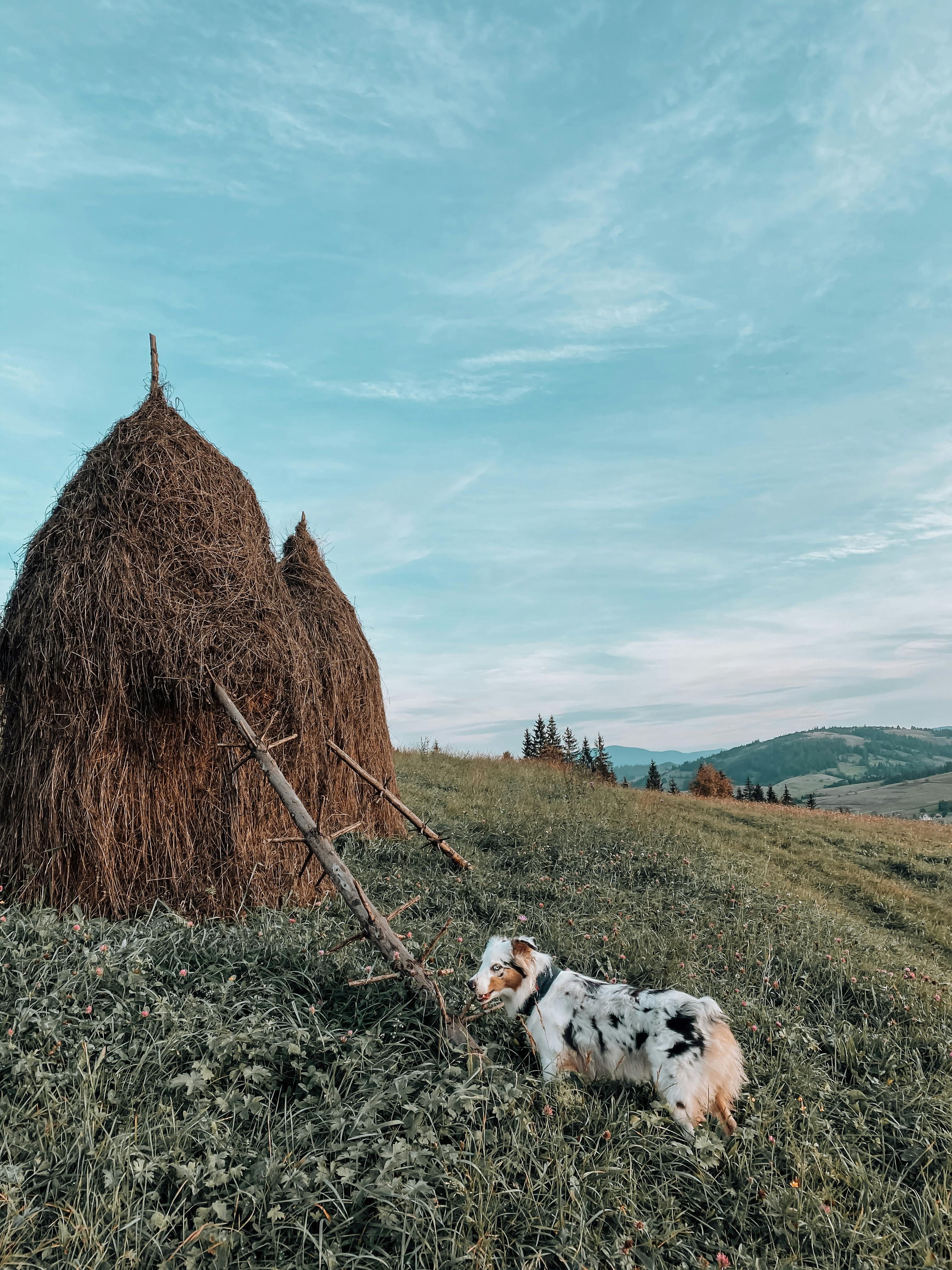 Мерзнут ли пражские крысарики зимой?