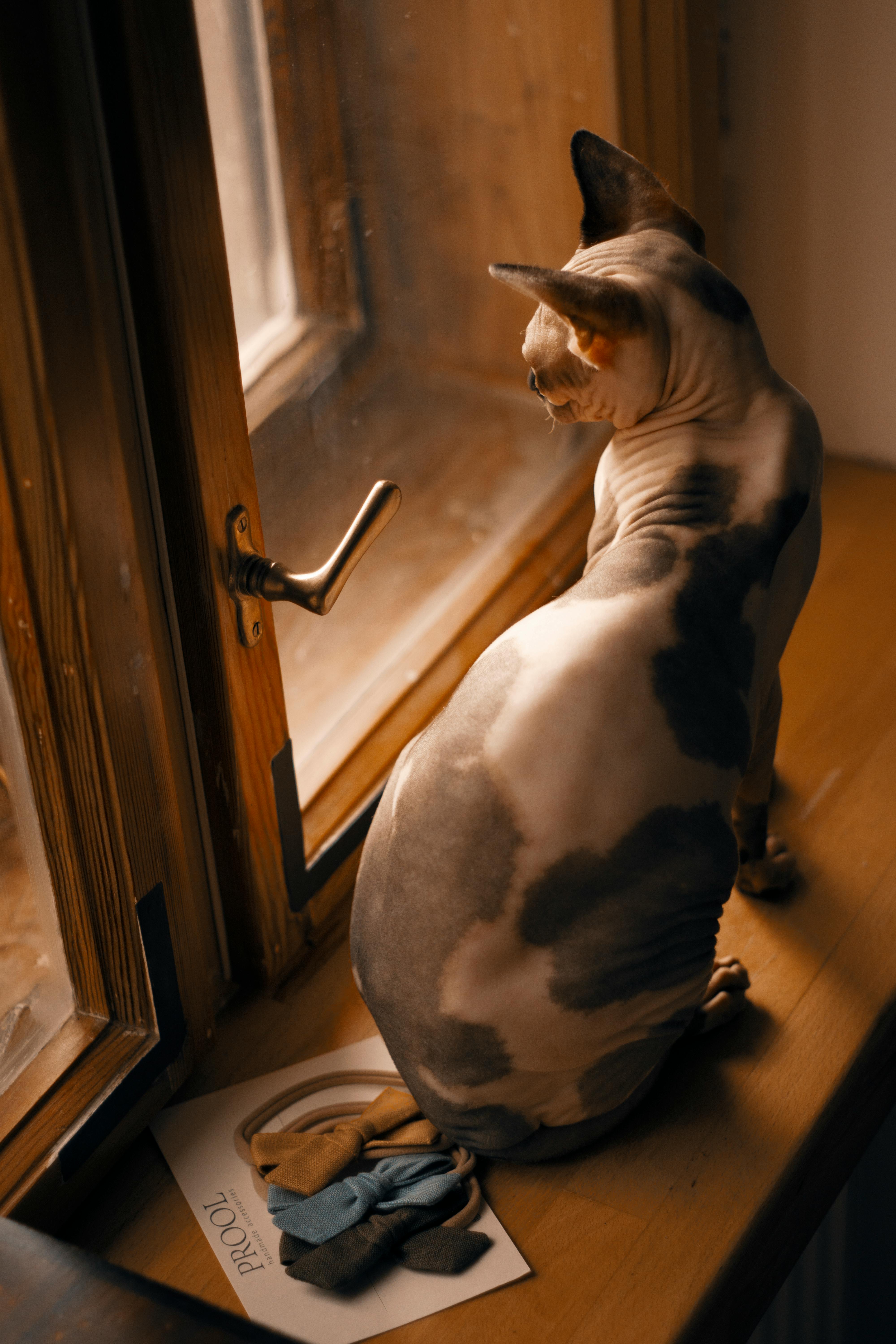 Уживется ли кошка сфинкс с другими кошками?