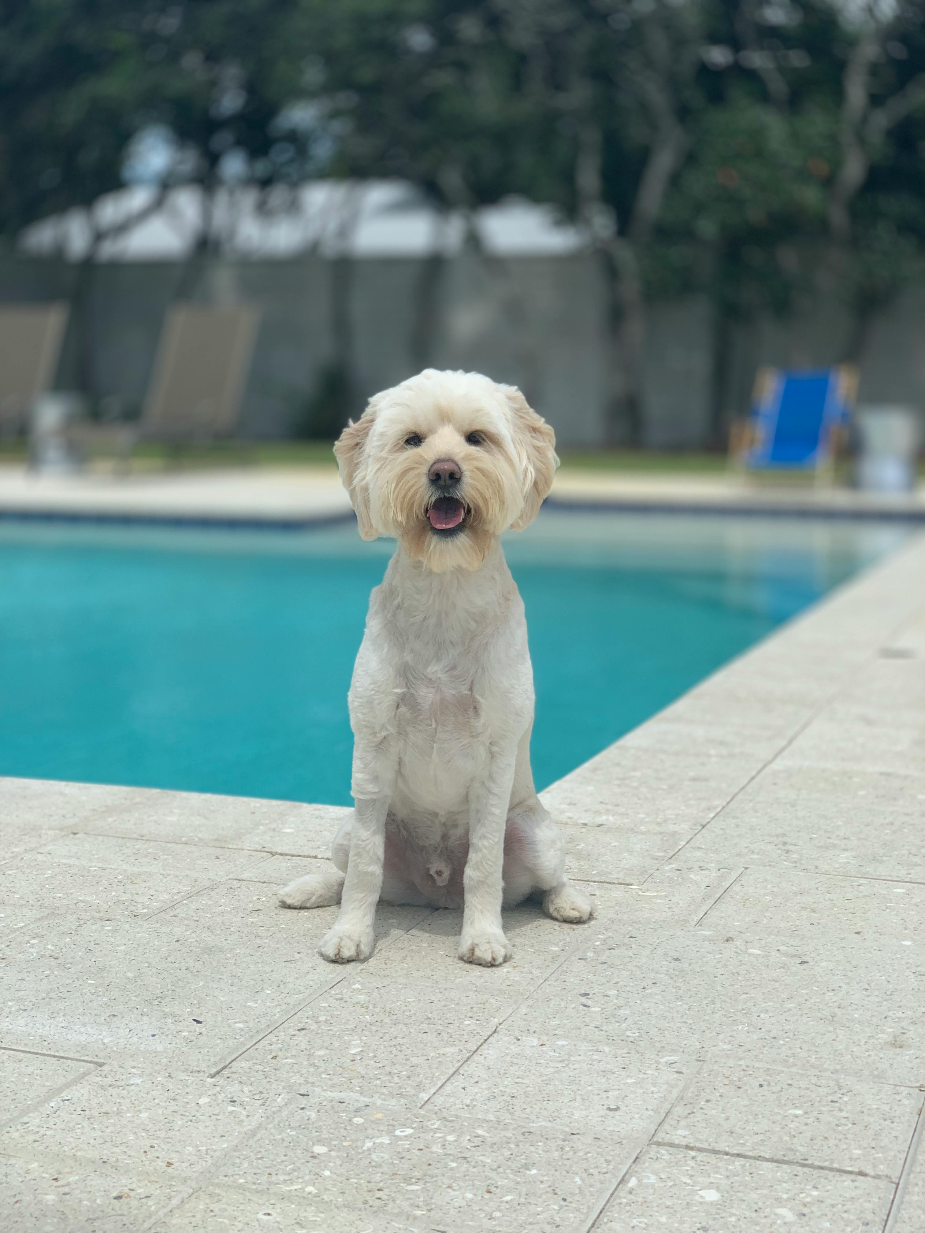 Каким породам собак нужна защитная одежда в жару?