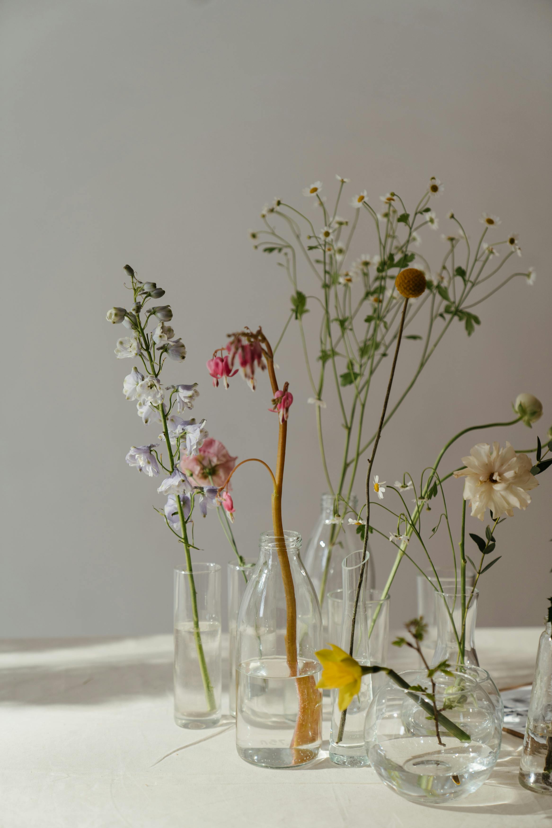 Как размножить дельфиниум?