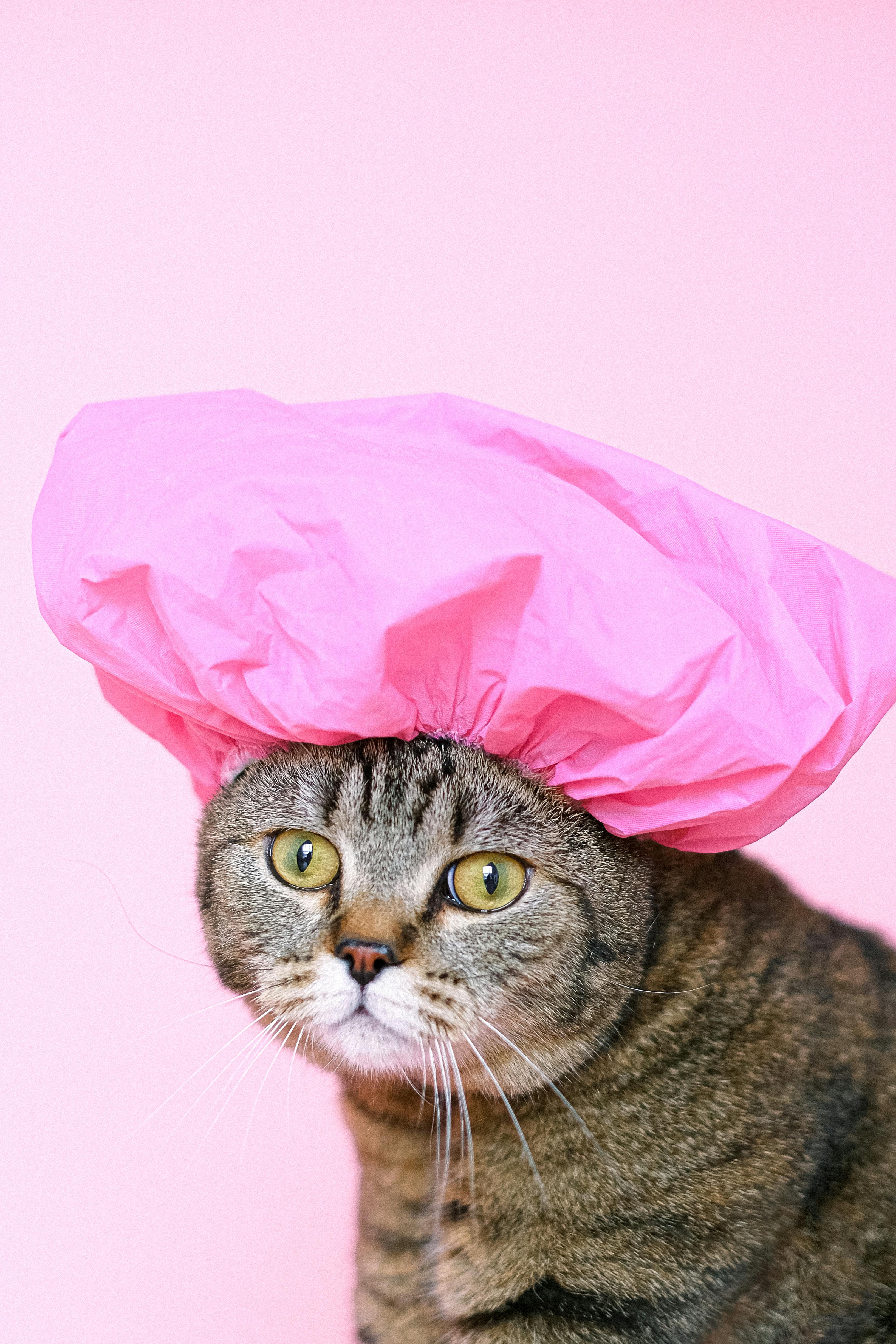 Скоттиш страйт (шотландская прямоухая кошка)