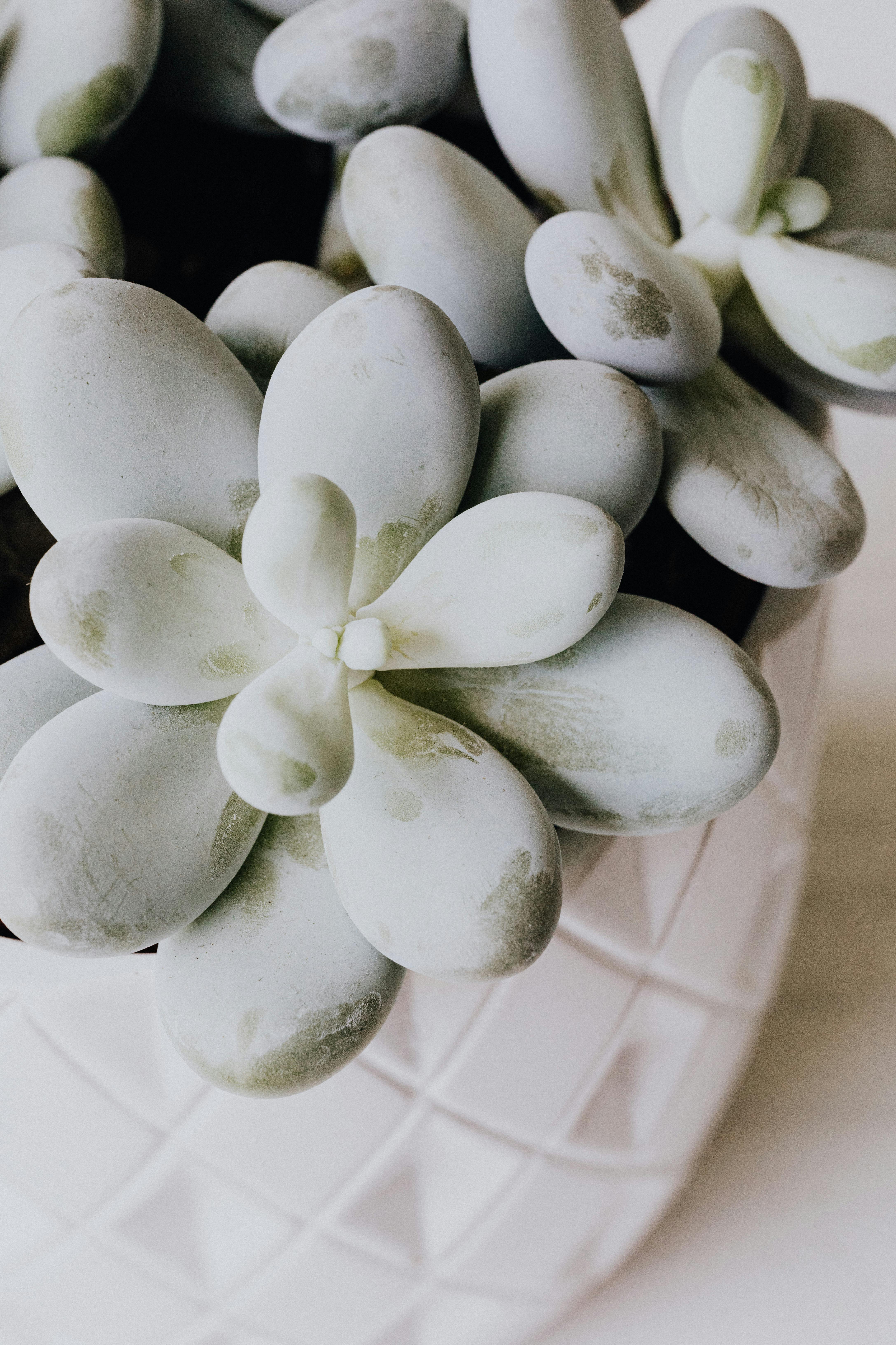 Размножение эхеверии в домашних условиях