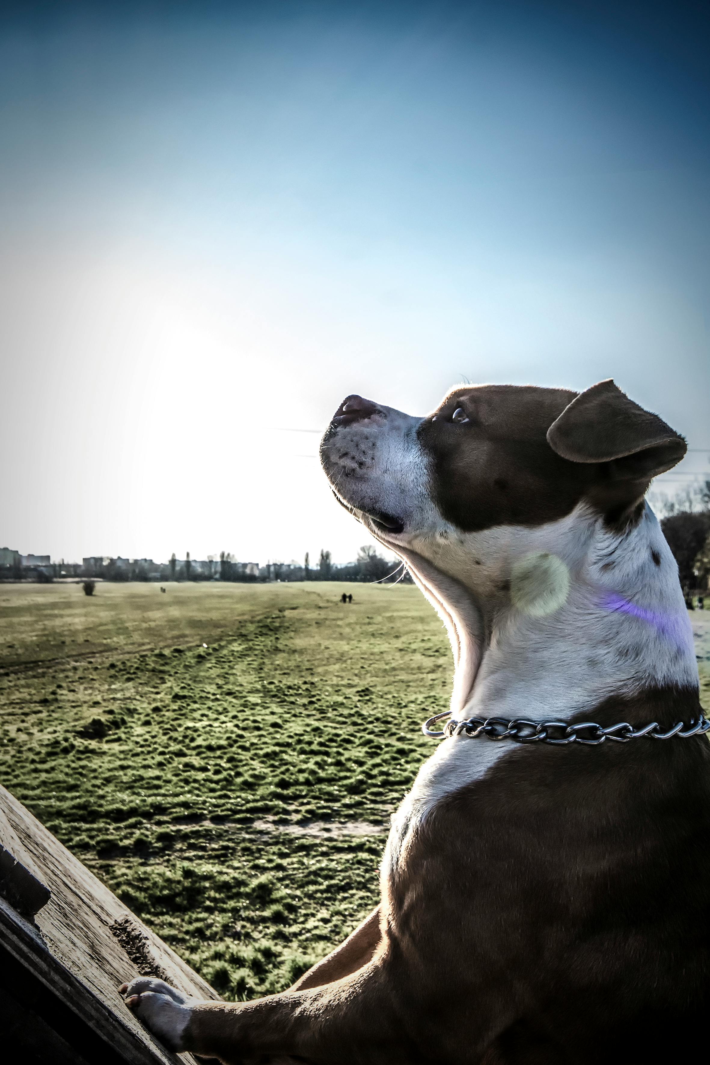 Обучение и дрессировка