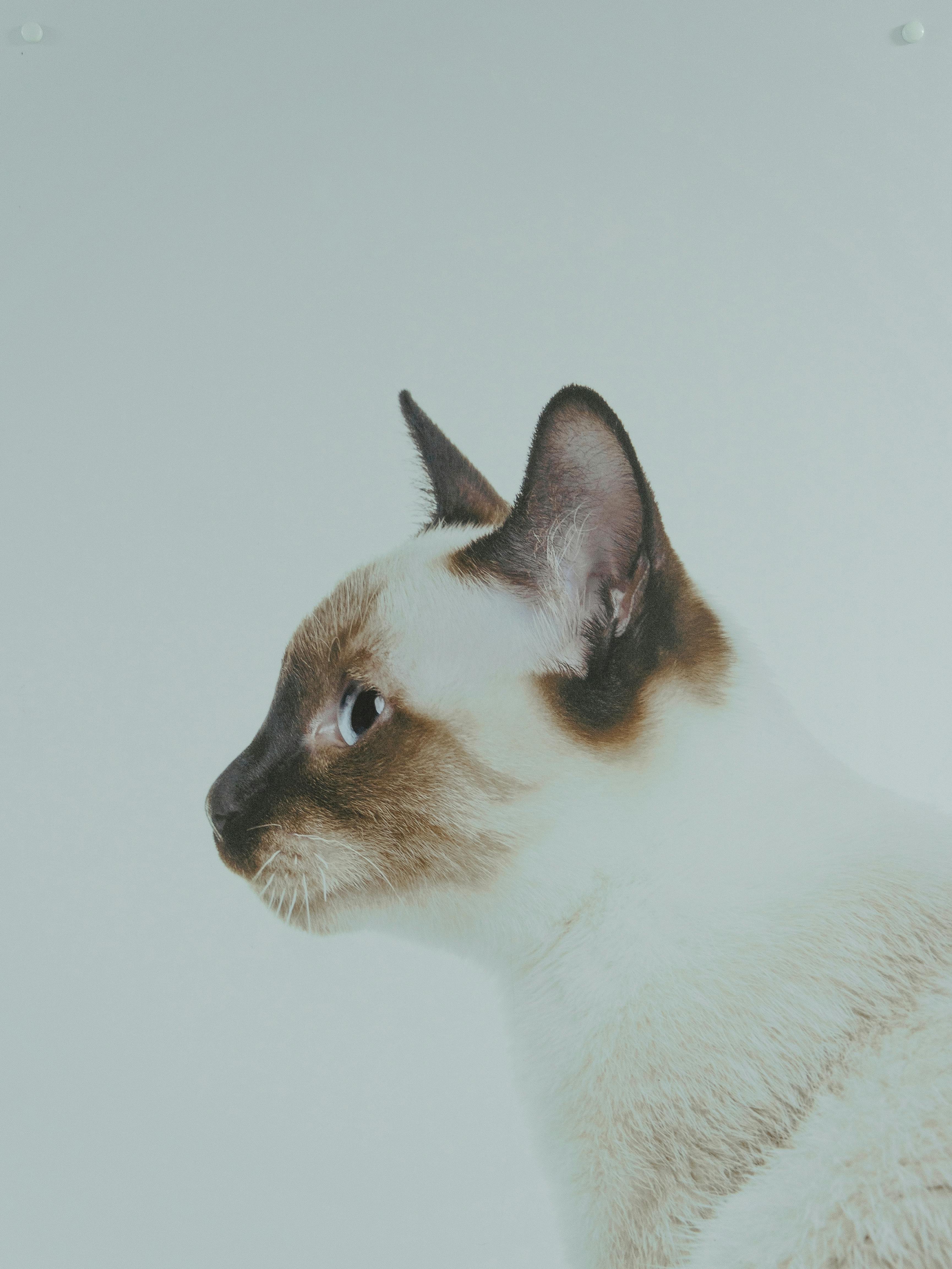 Сиамская кошка