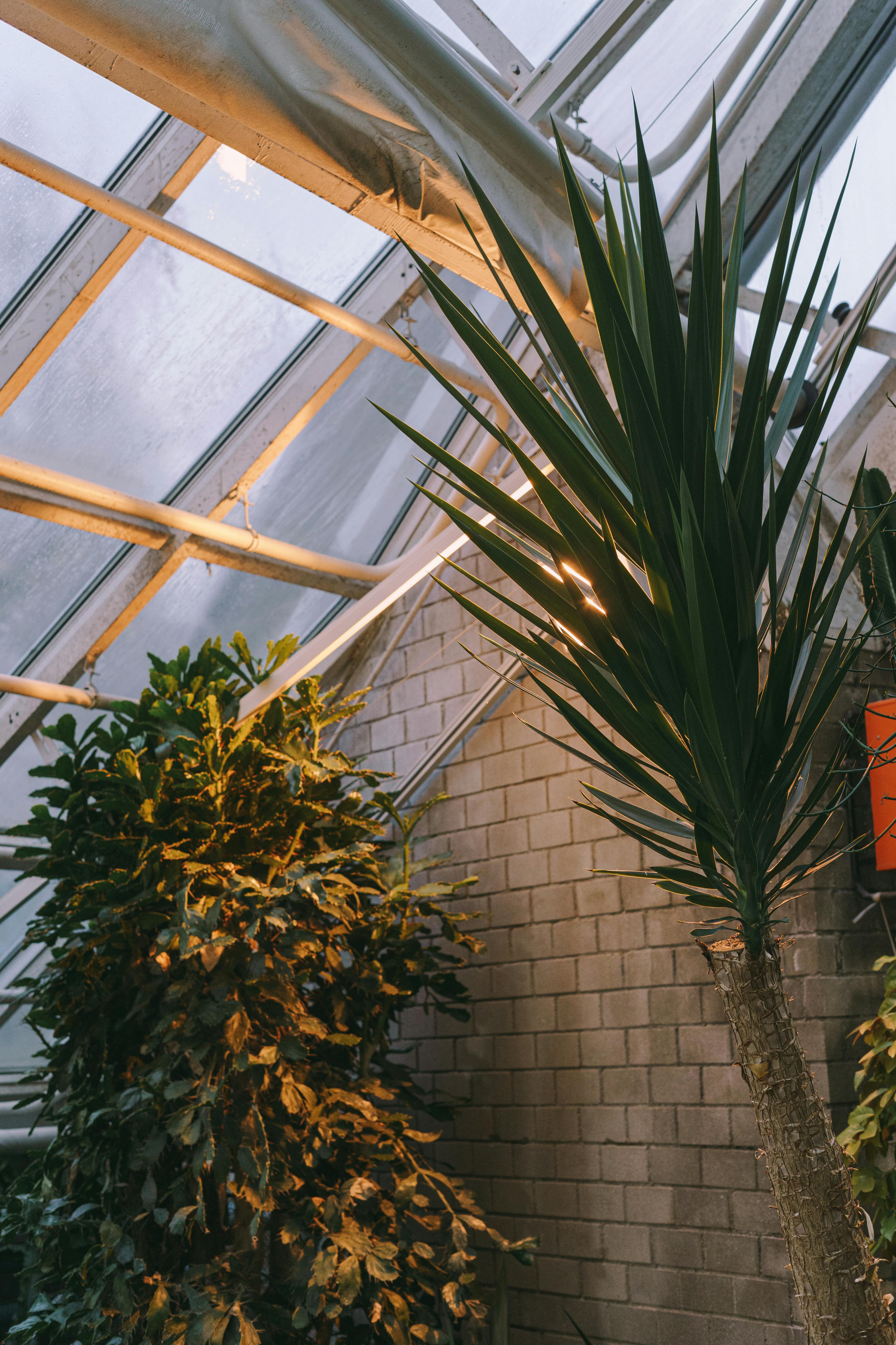 Куда лучше делать подкожный укол кошке?