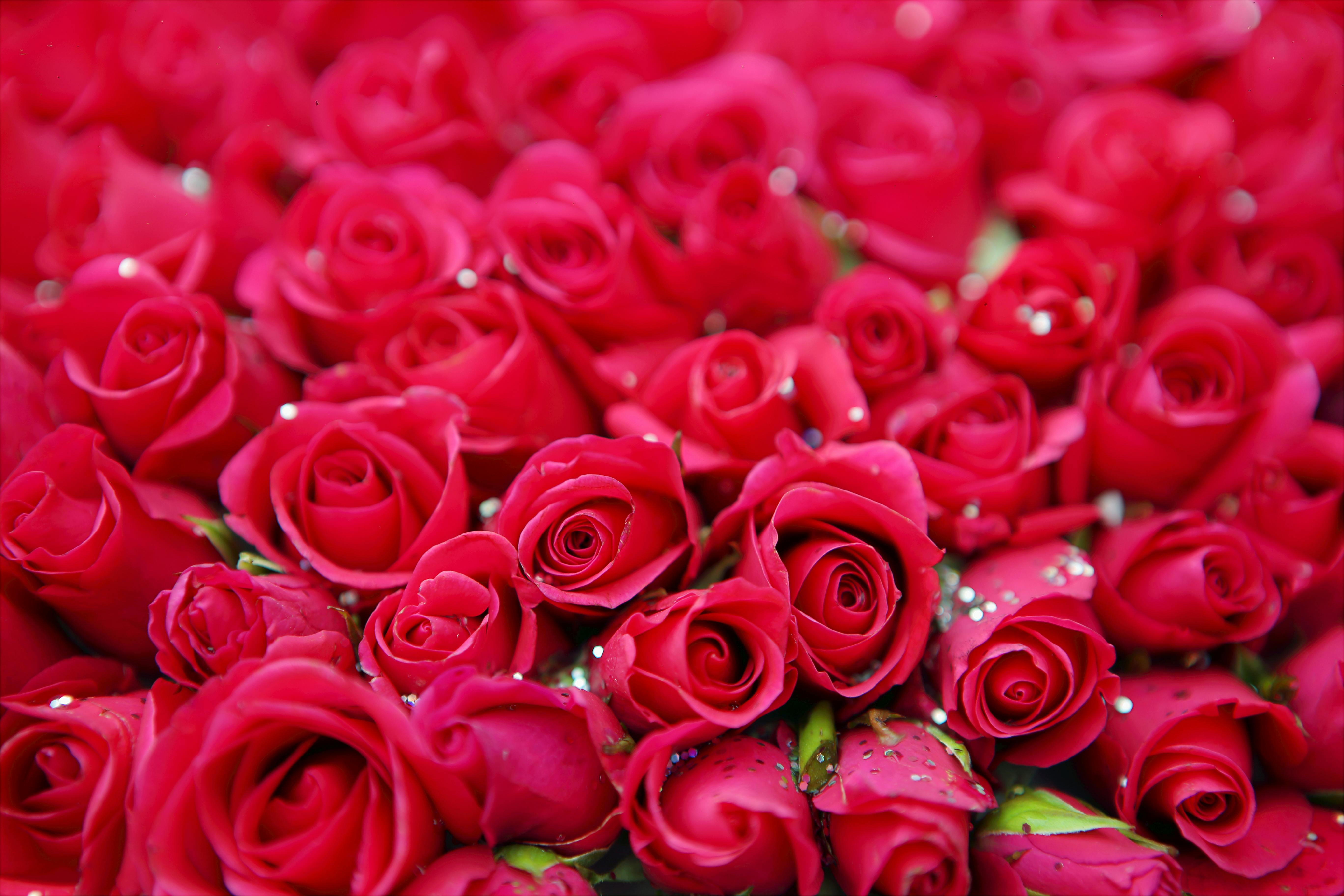 Полезная информация о подкормках roses весной