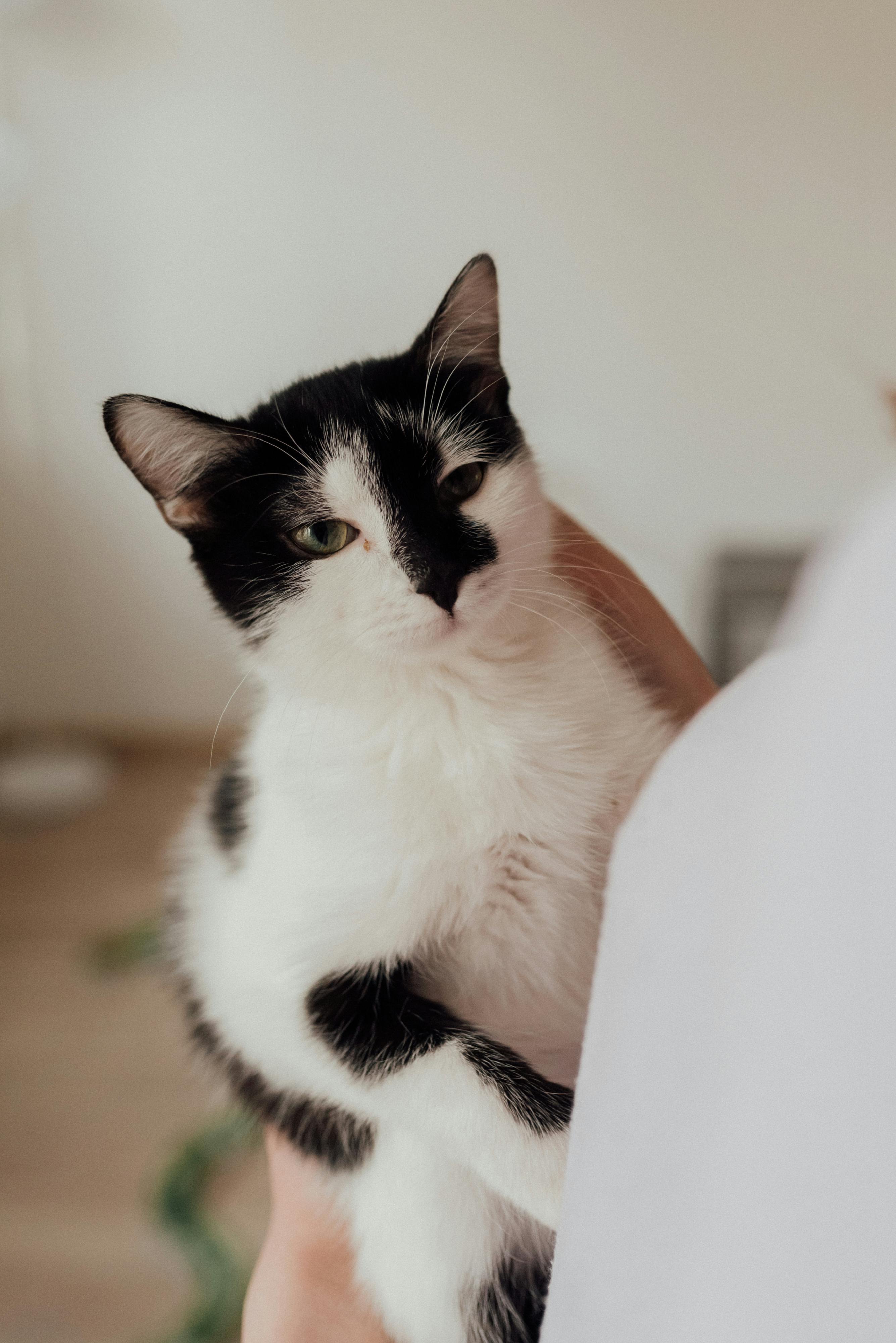 Как отучить кота и кошку от вредных привычек
