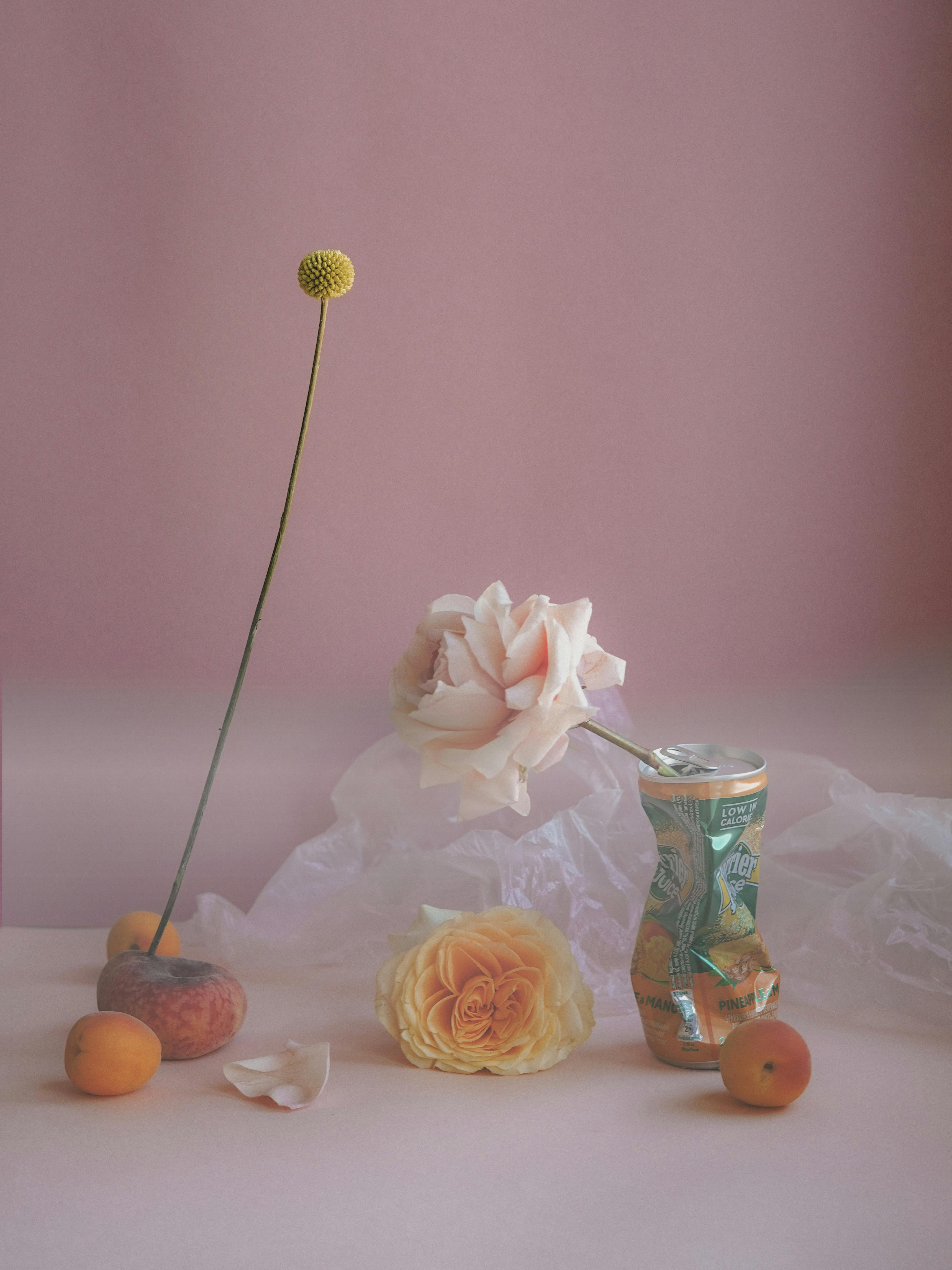 Когда начинает плодоносить абрикос Краснощекий?